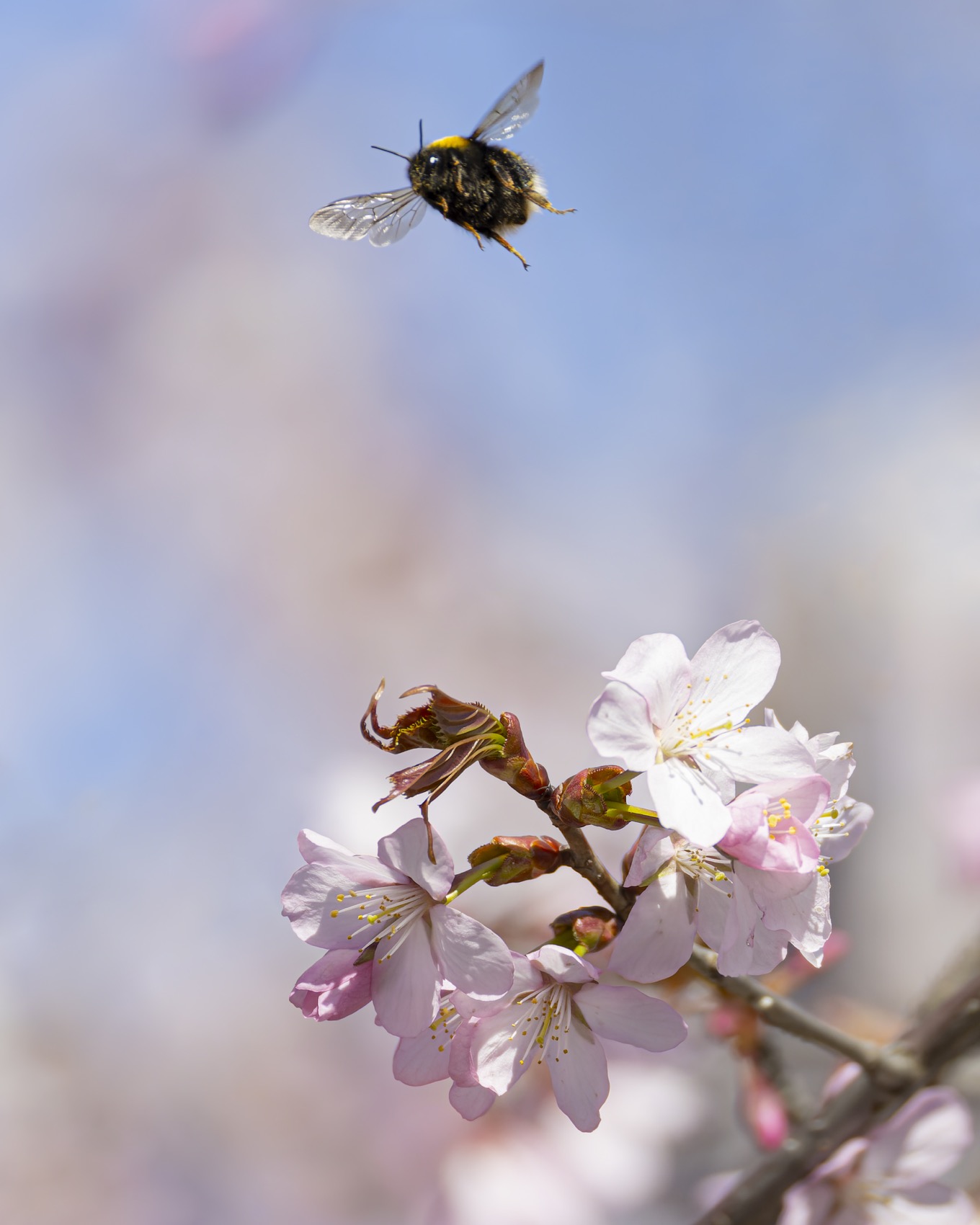 сакура, шмель, весна, цветение, цветущая сакура, Руслан Pl
