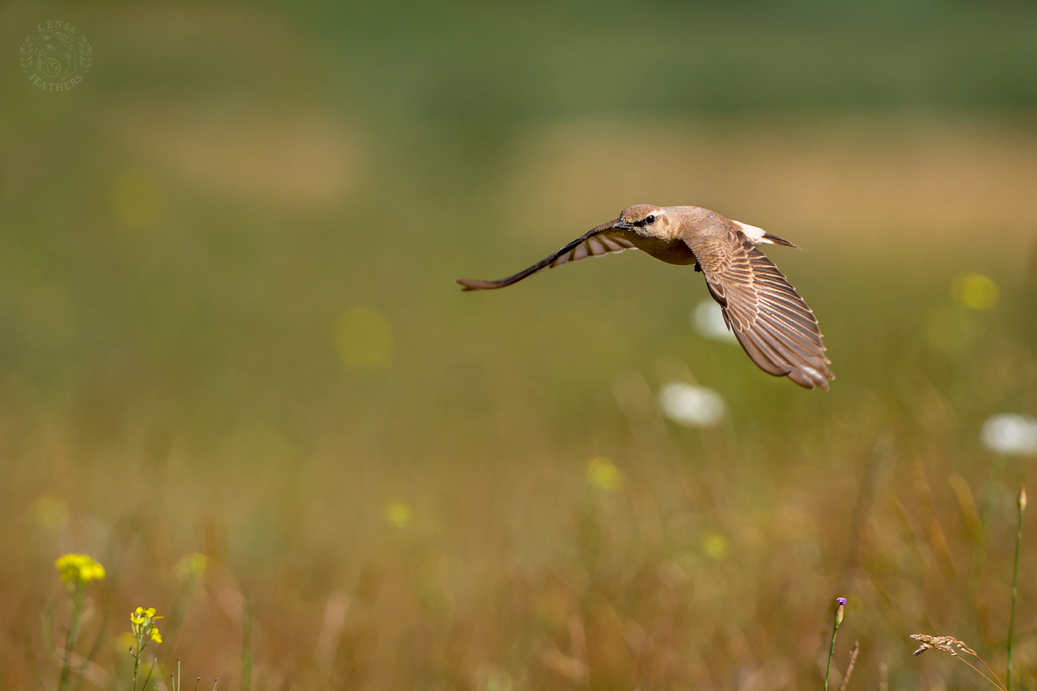 , Евгени Стефанов