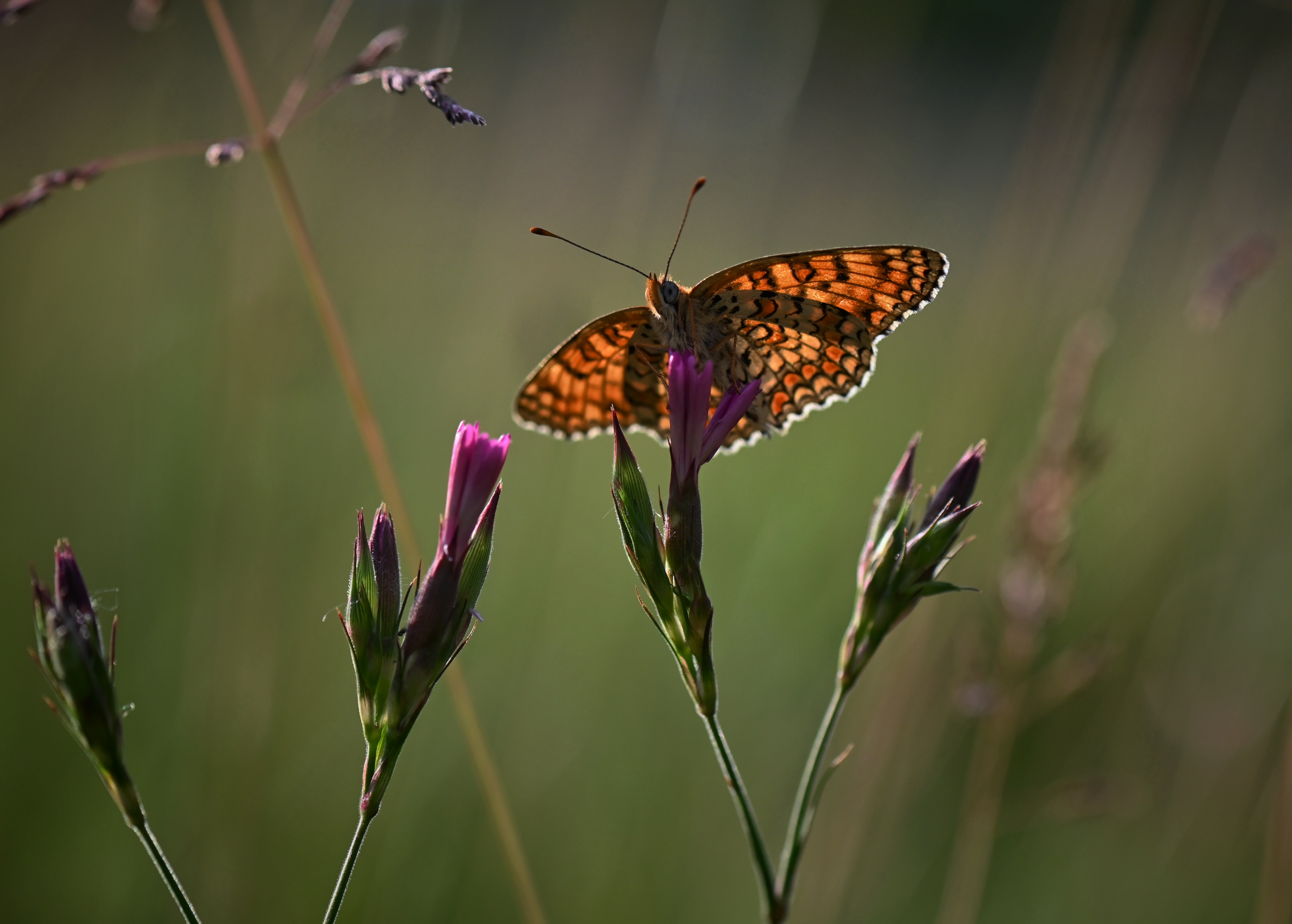 , Герчев Николай