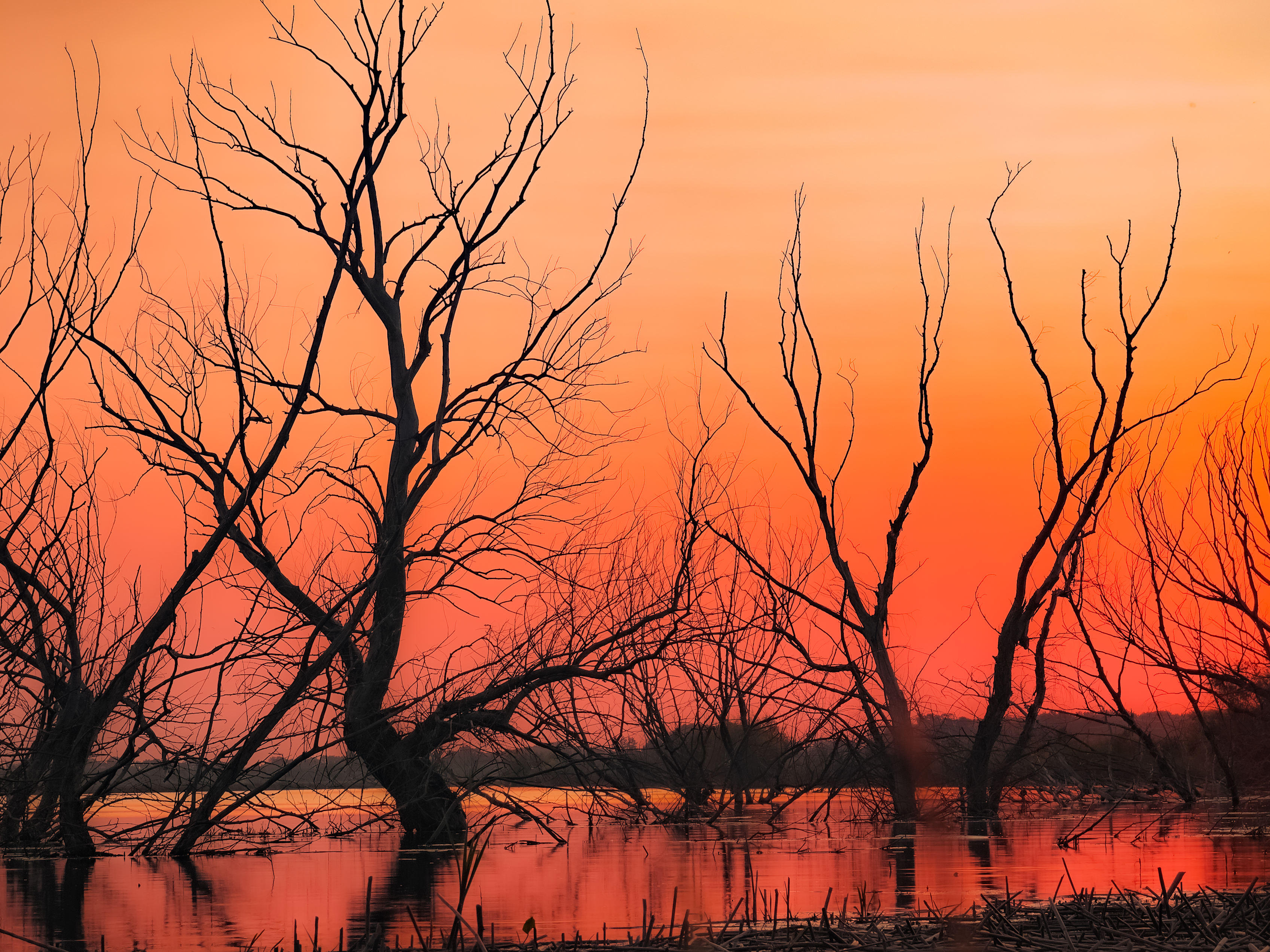 , Елена Литовская