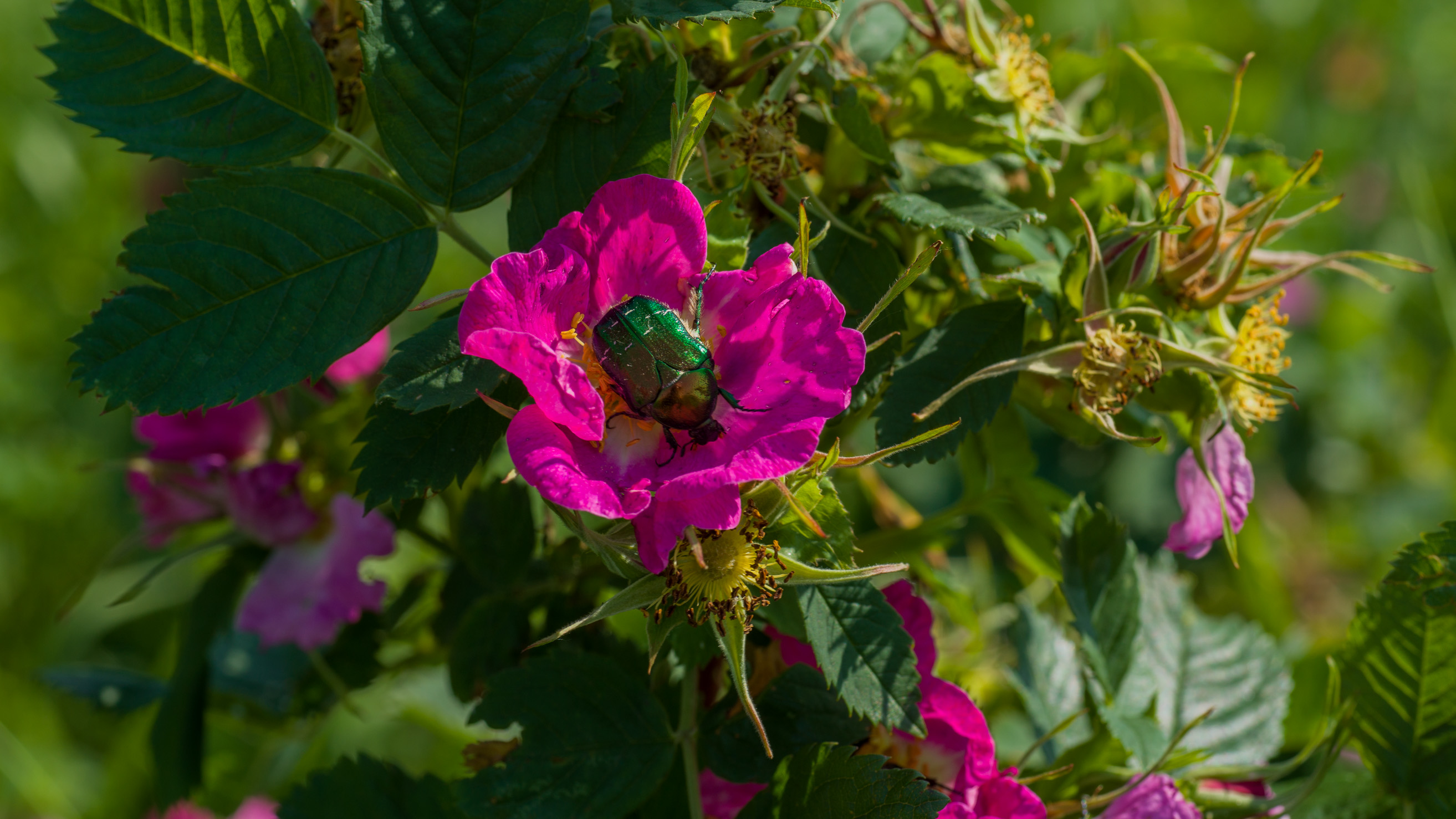 , Шустиков Дмитрий