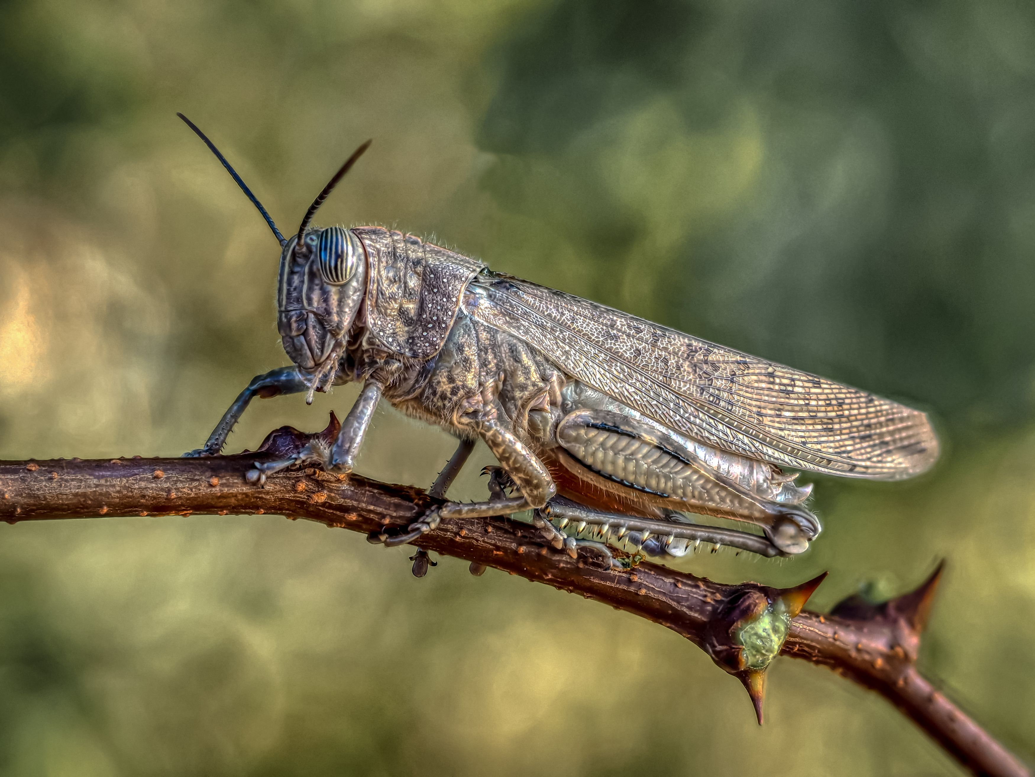 , Олег Савицкий