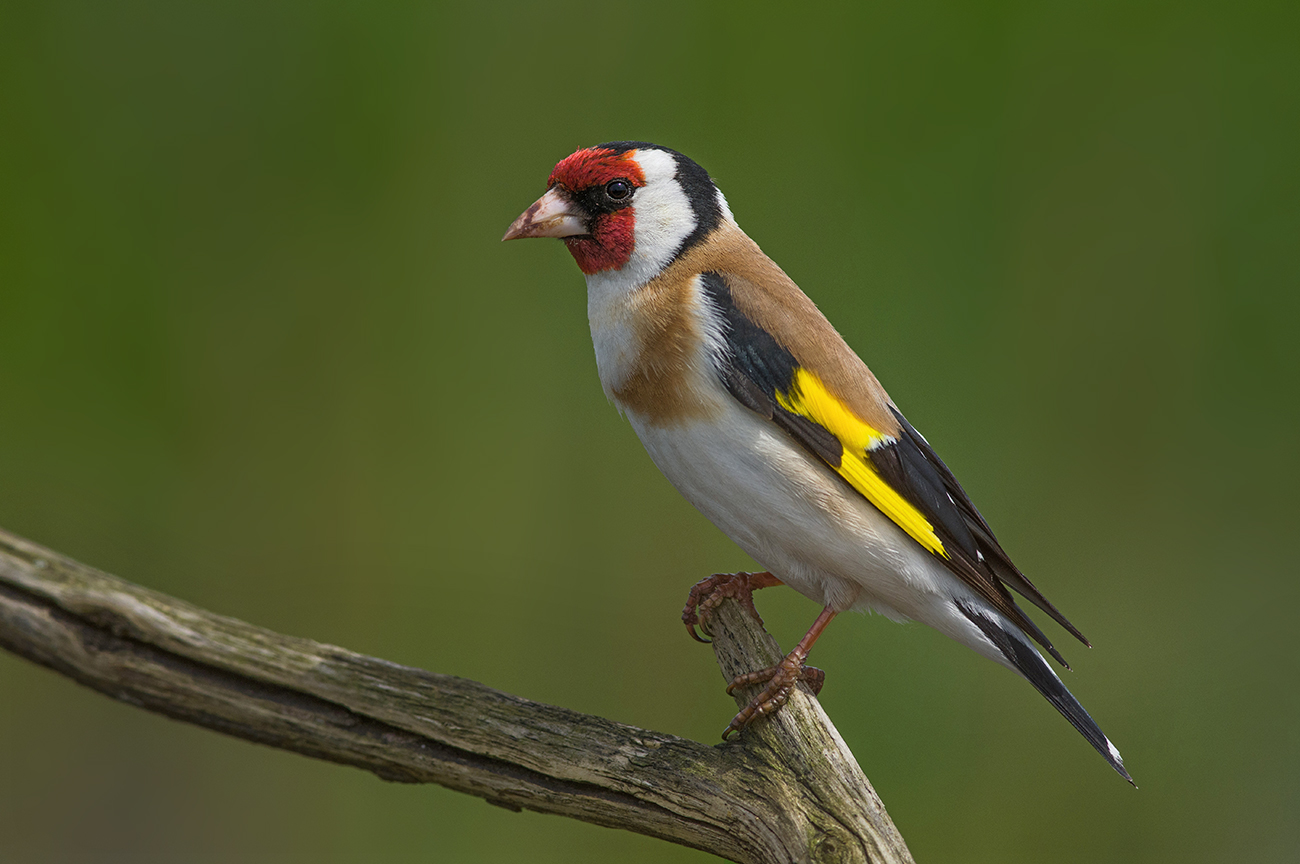 птица,щегол,июнь, Иван