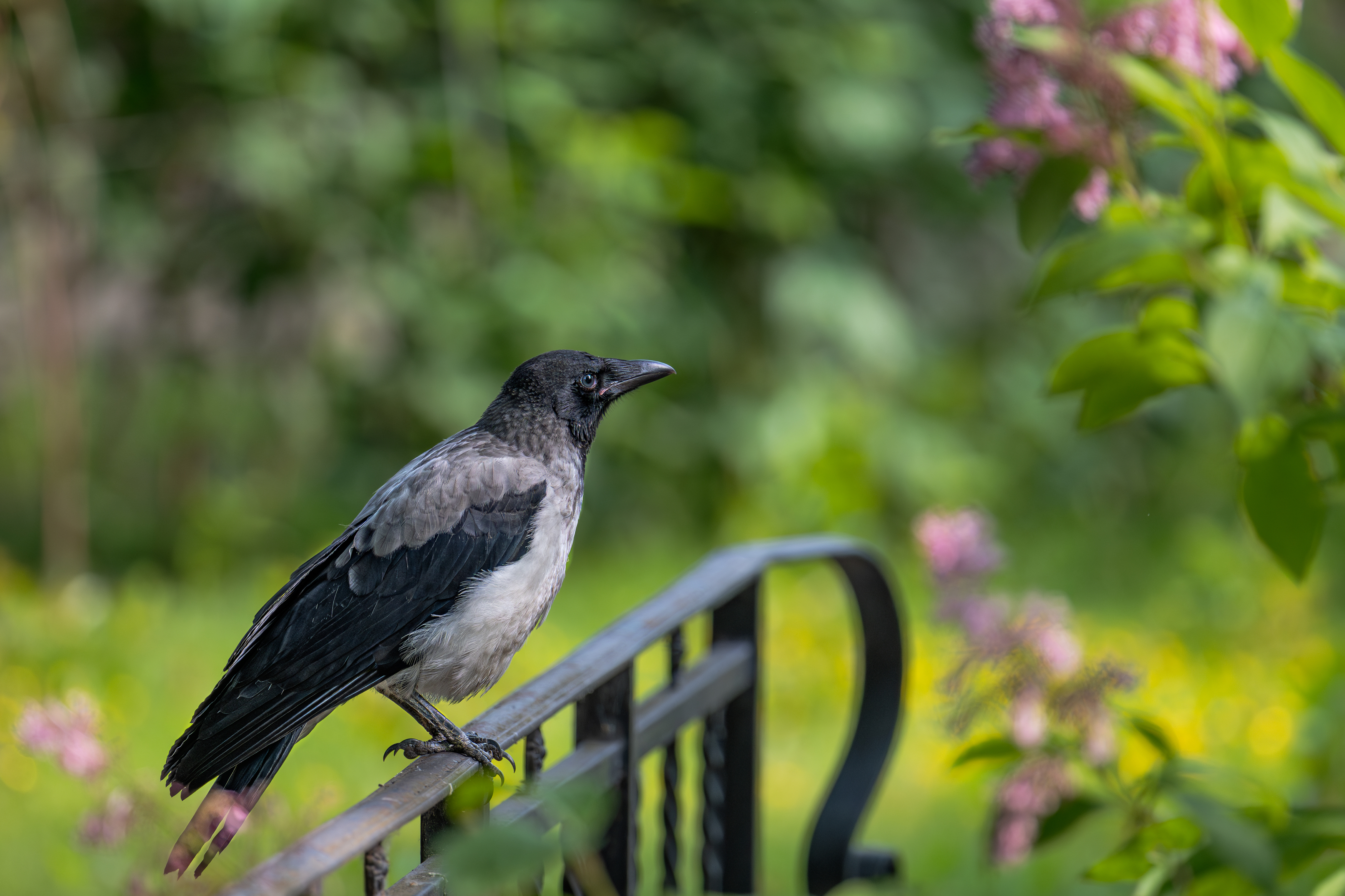 , Курлянцев Алексей