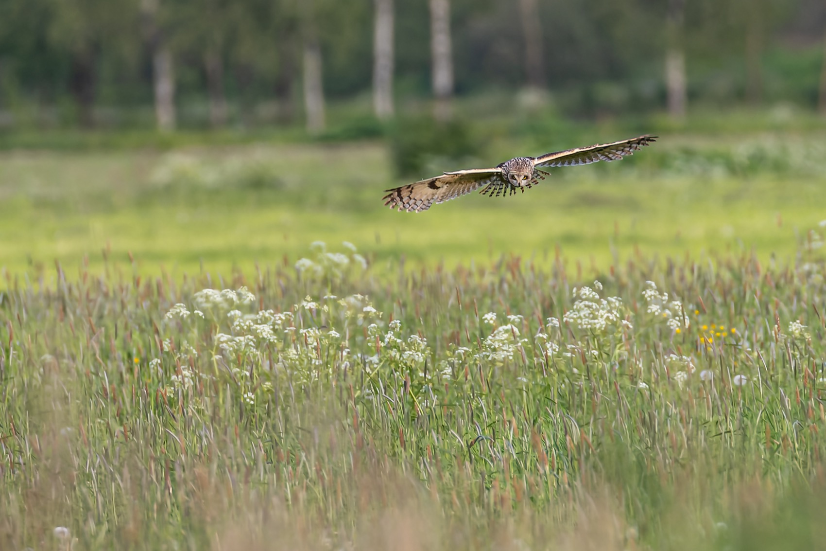 болотная сова, охота, сова, птицы, Руслан Pl