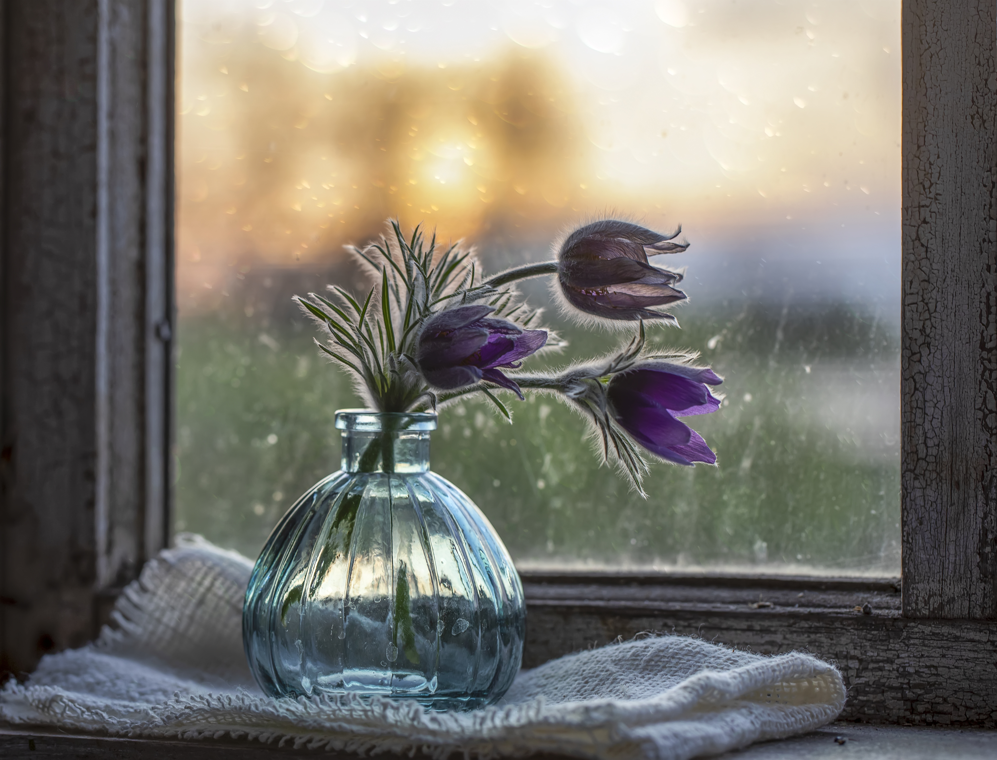 окно, закат,  сон-трава, прострел, Татьяна Феденкова