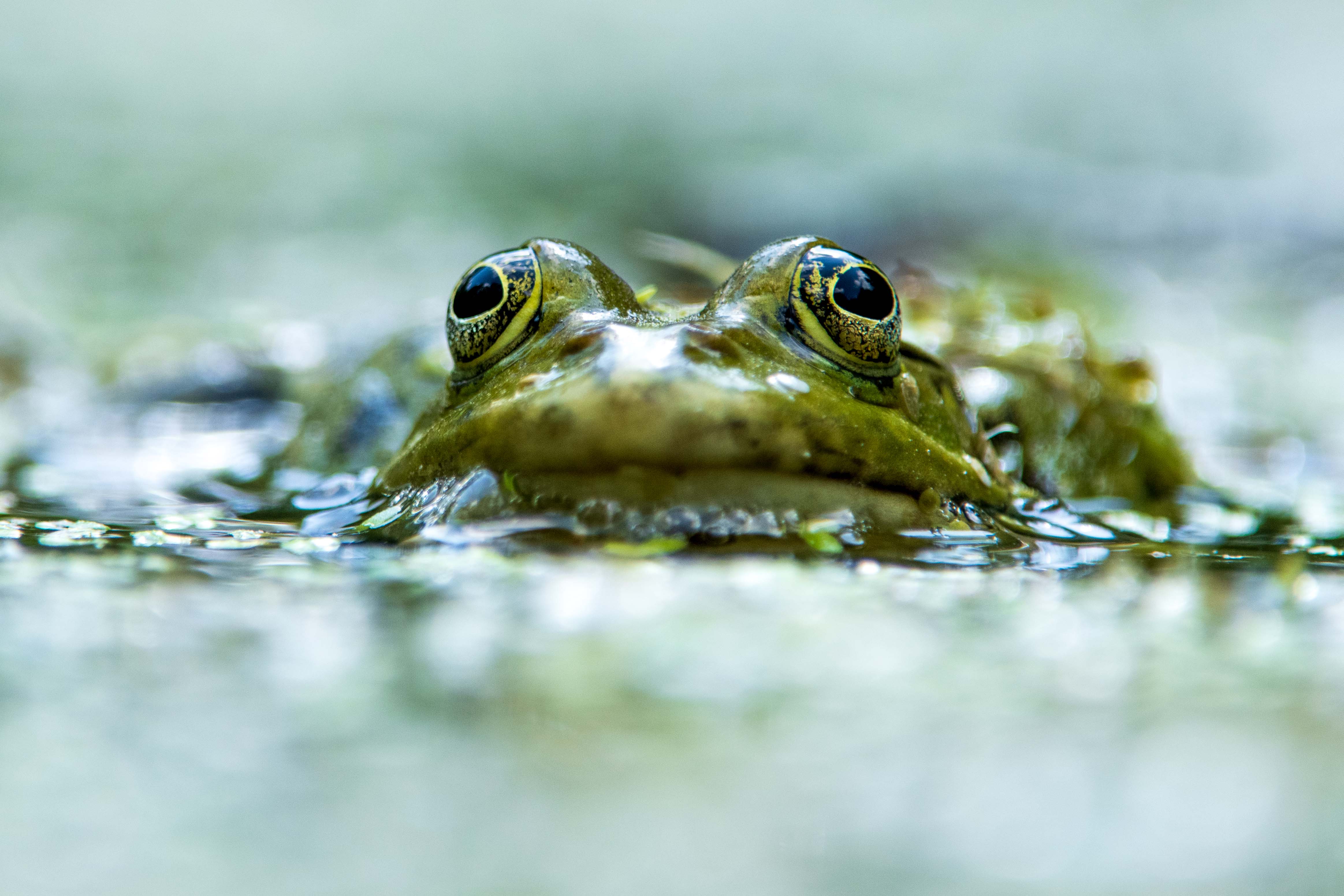 , Павел Ныриков