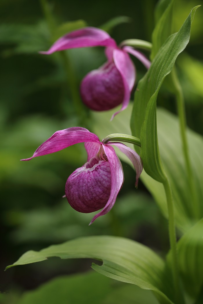 башмачок крупноцветковый владивосток  остров русский, Евгений Слободской