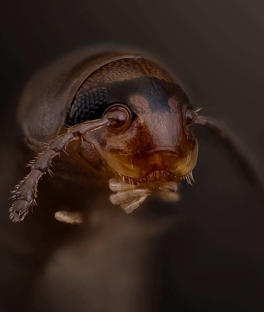 julidae,  cylindroiulus, cylinroiulus caeruleocinctus, Kavaliauskas Eugenijus