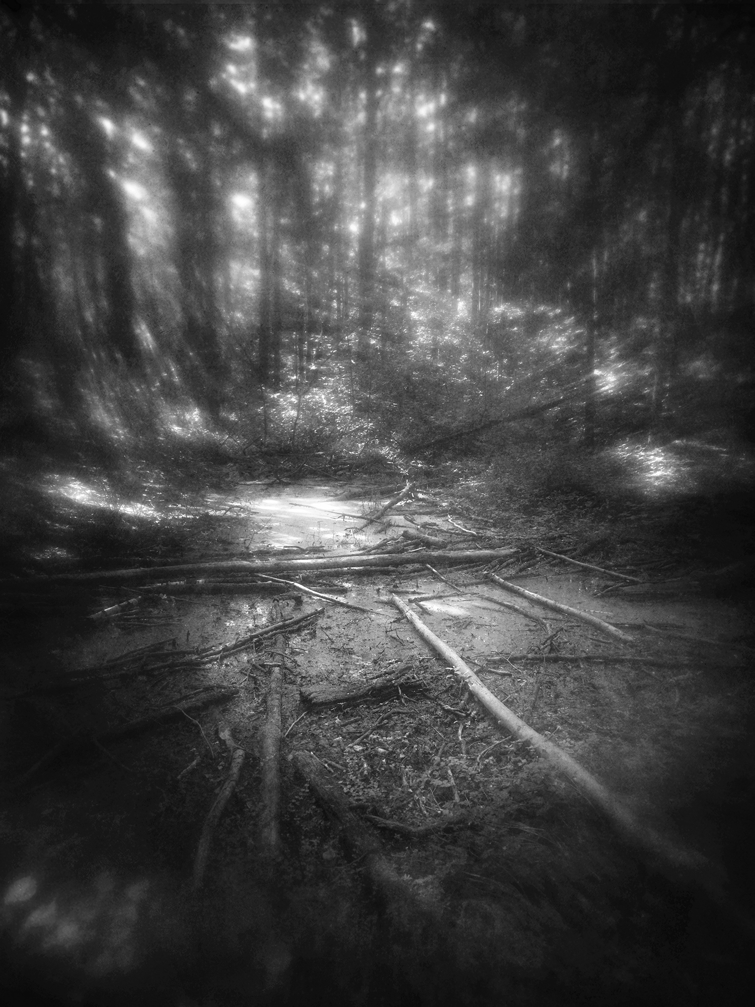 чб, лес, утро, пикториализм, Сергей Кот