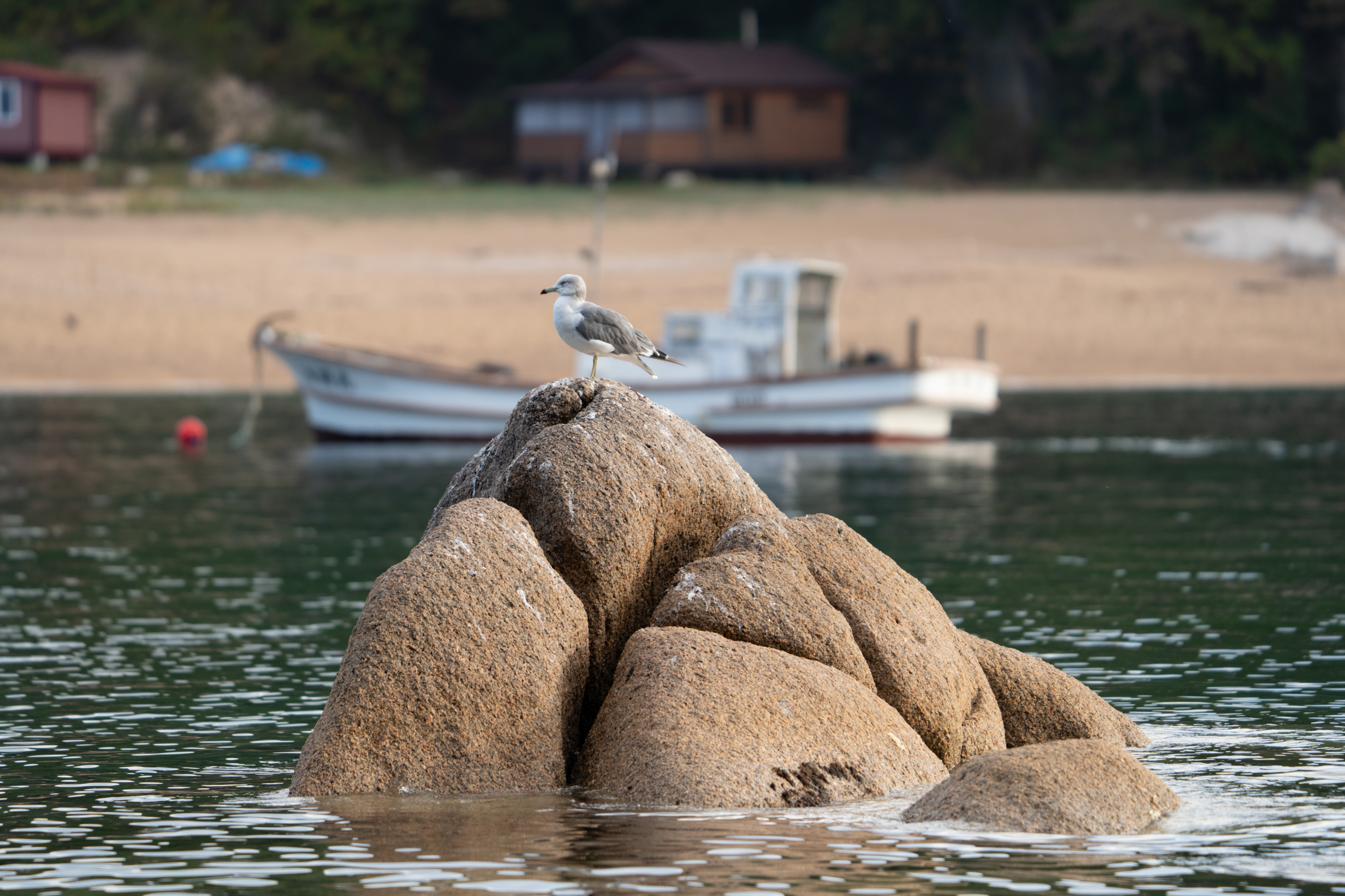 Россия, Приморский край, Лазовский заповедник, бухта Спокойная, чайка, Гаврилов Юрий