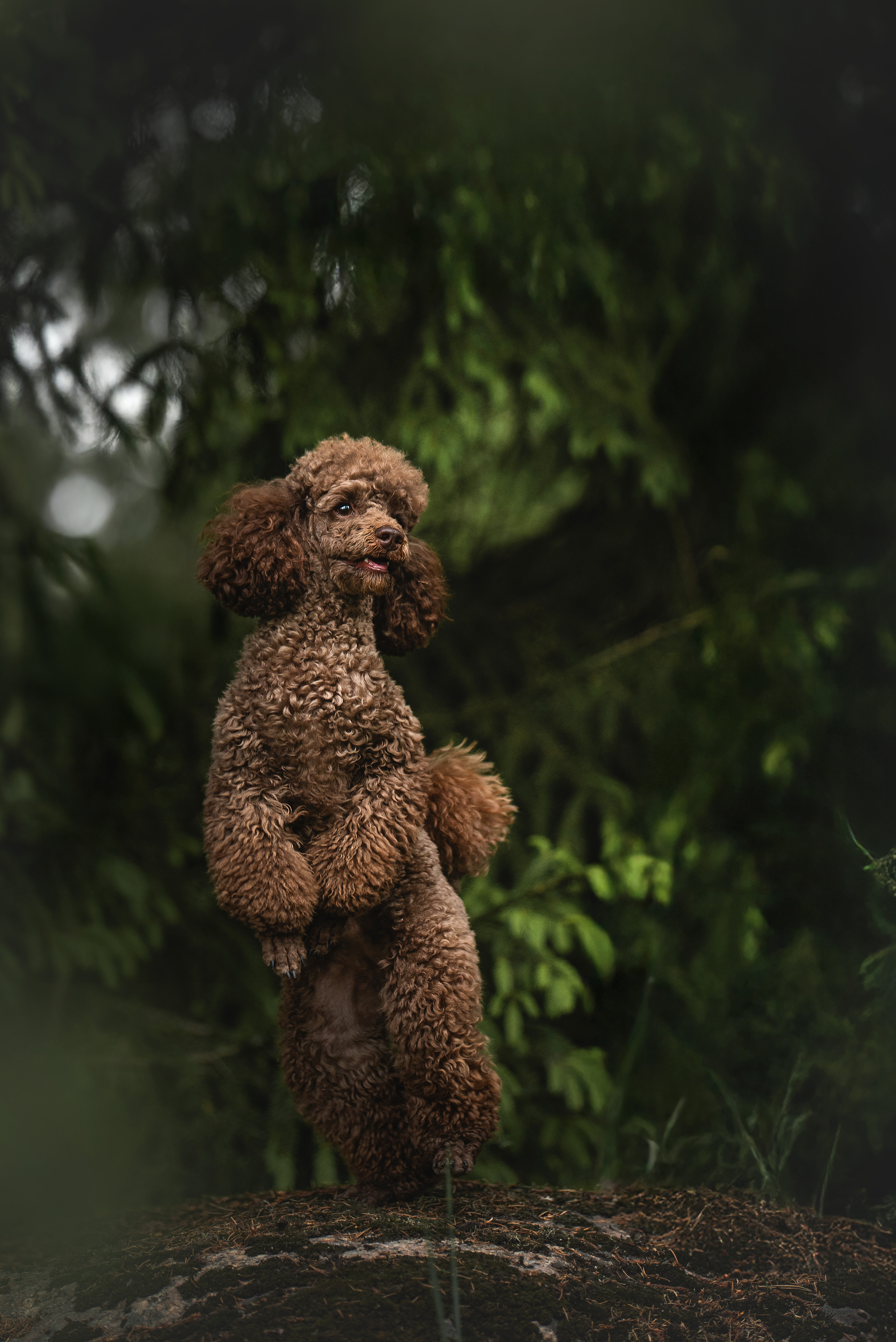 , Мороз Ирина