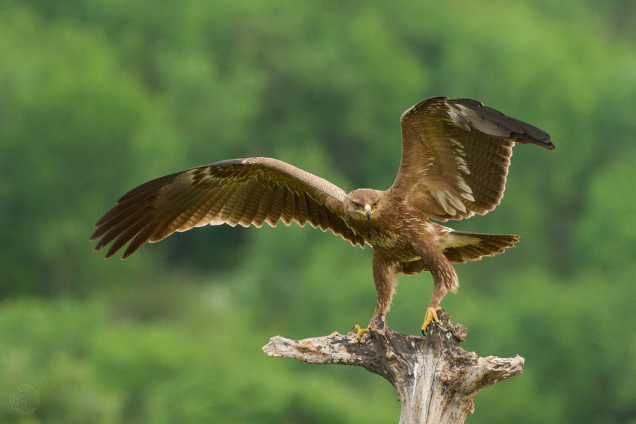 , Евгени Стефанов