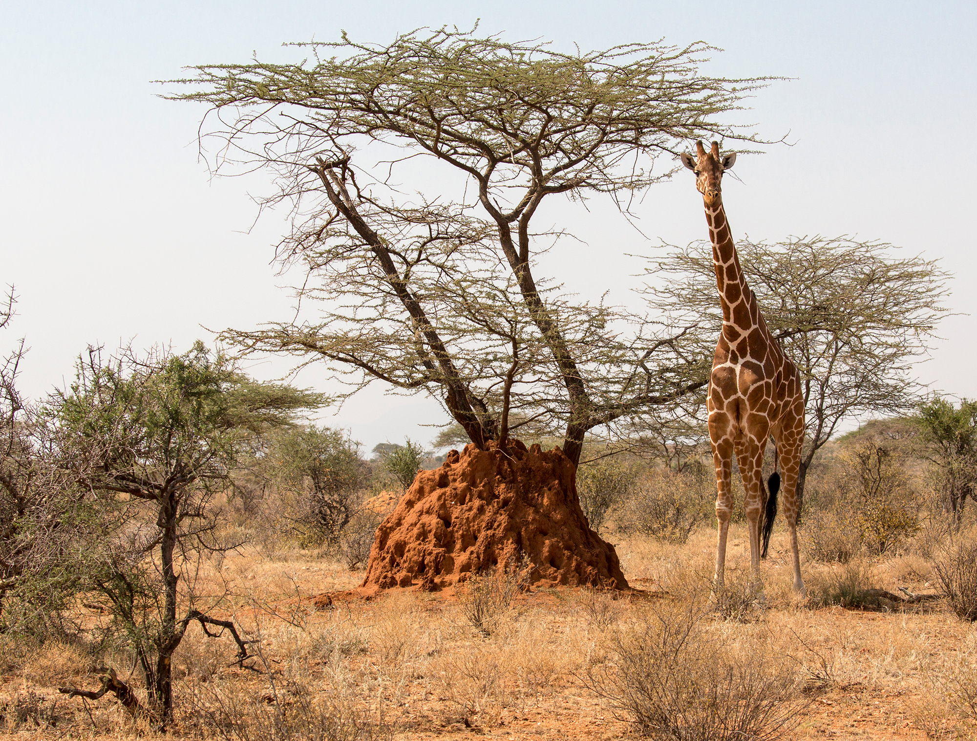 , Vorobeychik Vladimir