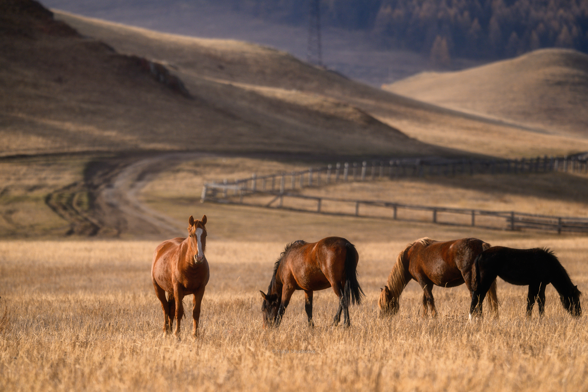 , Юлия Шустерова