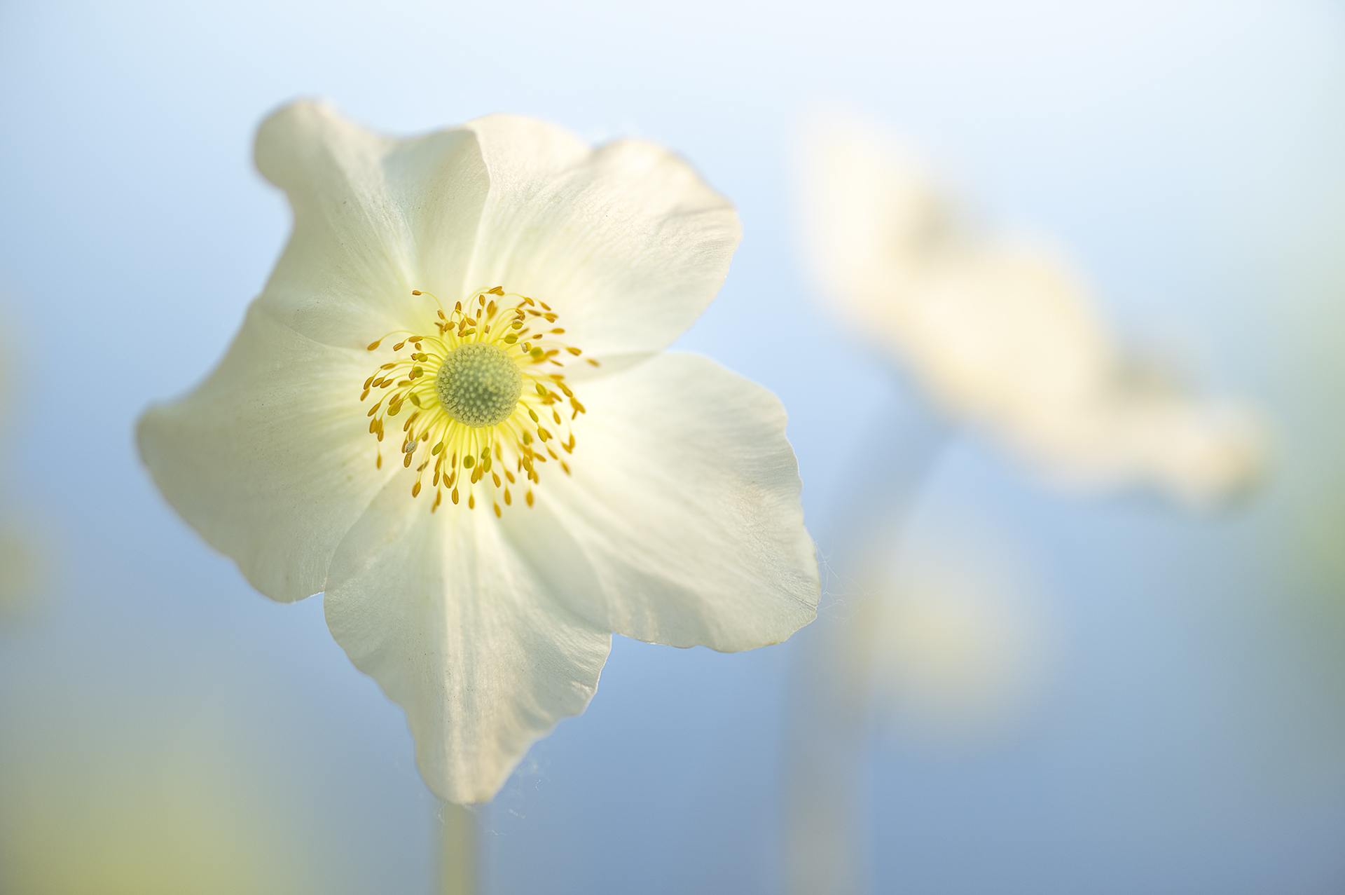 цветы, макро, Андреева Светлана
