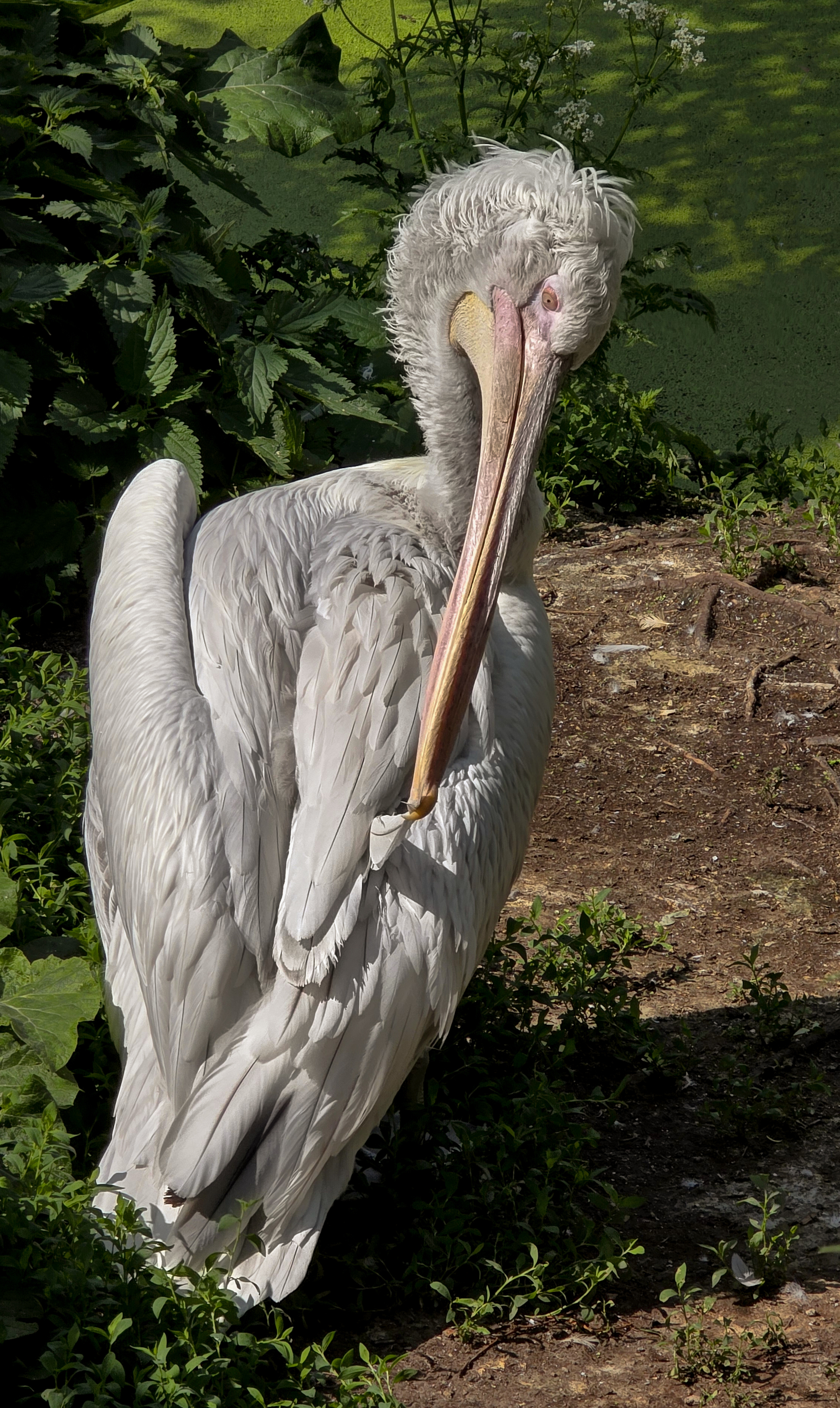 , Сушкевич Светлана