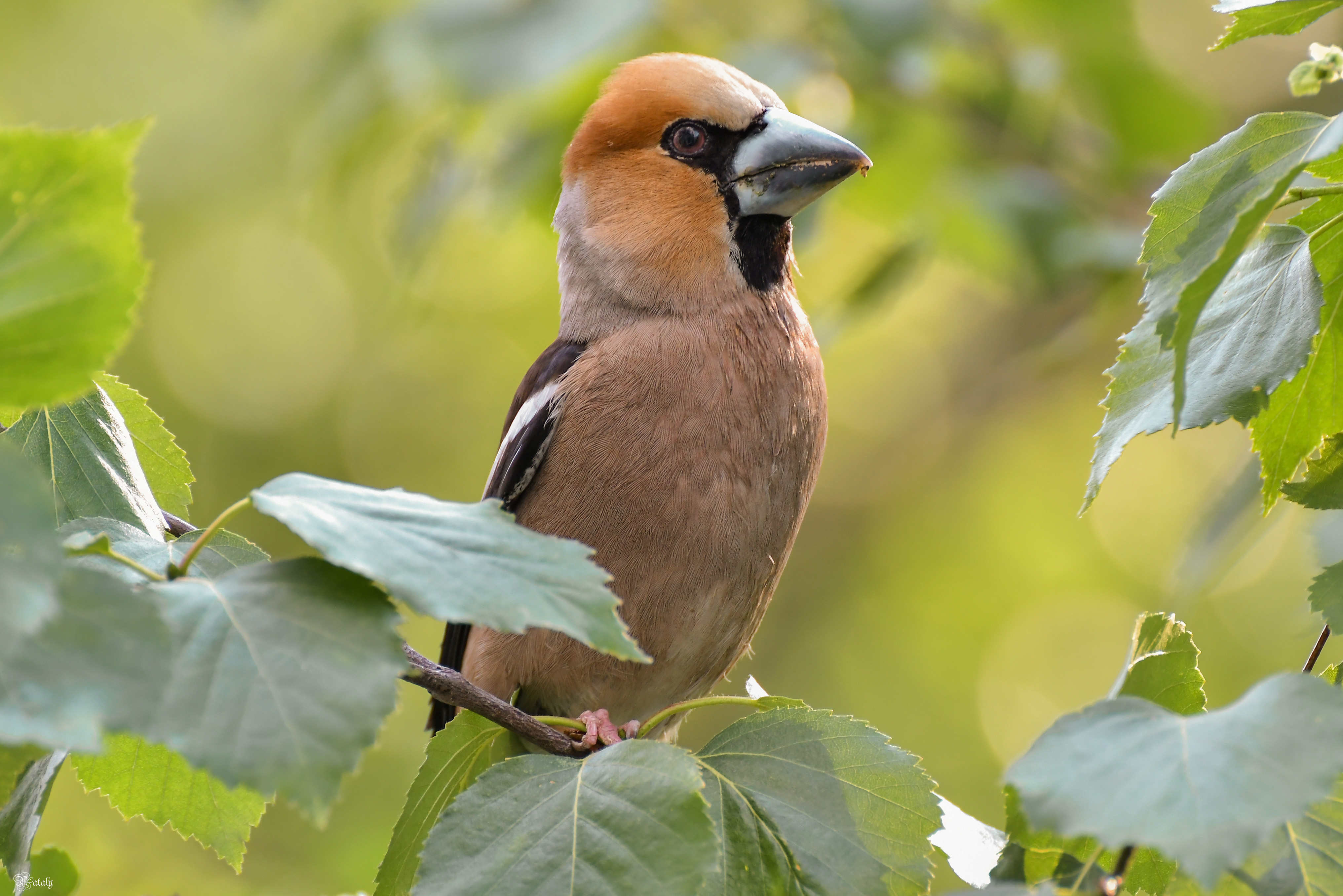 , Наталья Екимова