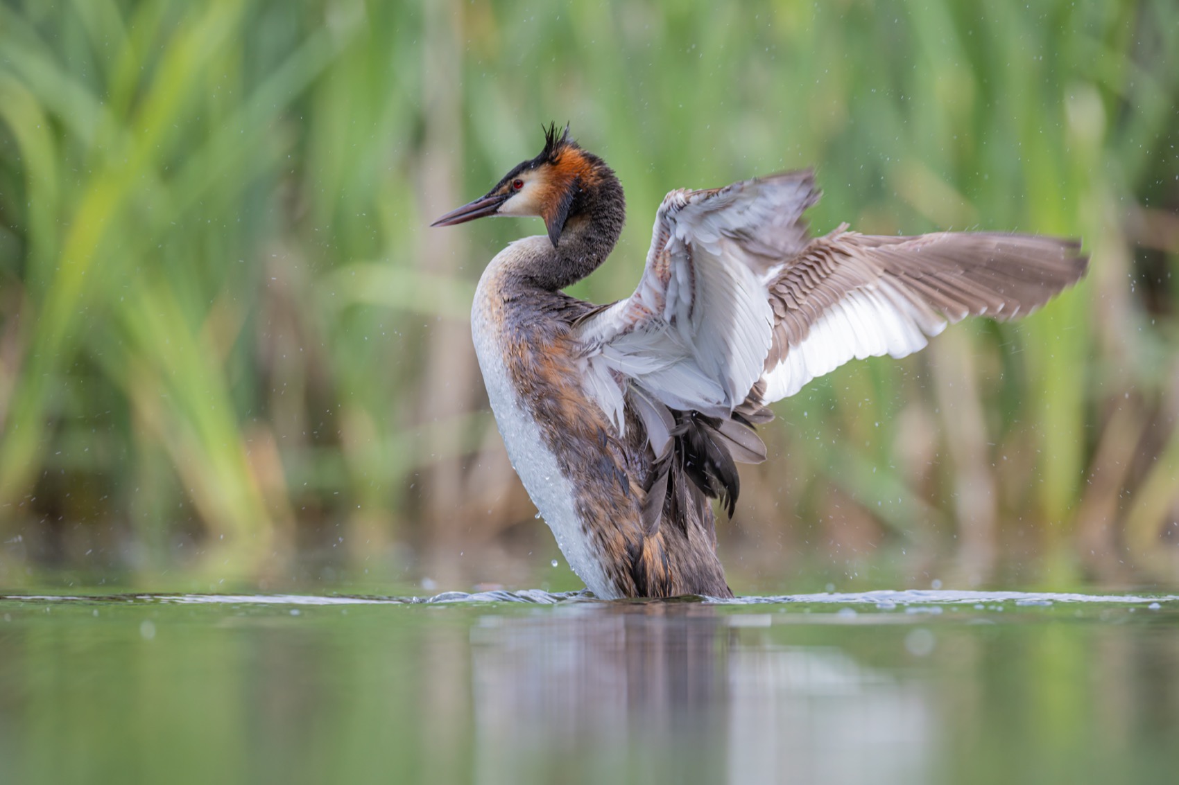 поганка, чомга, большая поганка, птицы, Руслан Pl