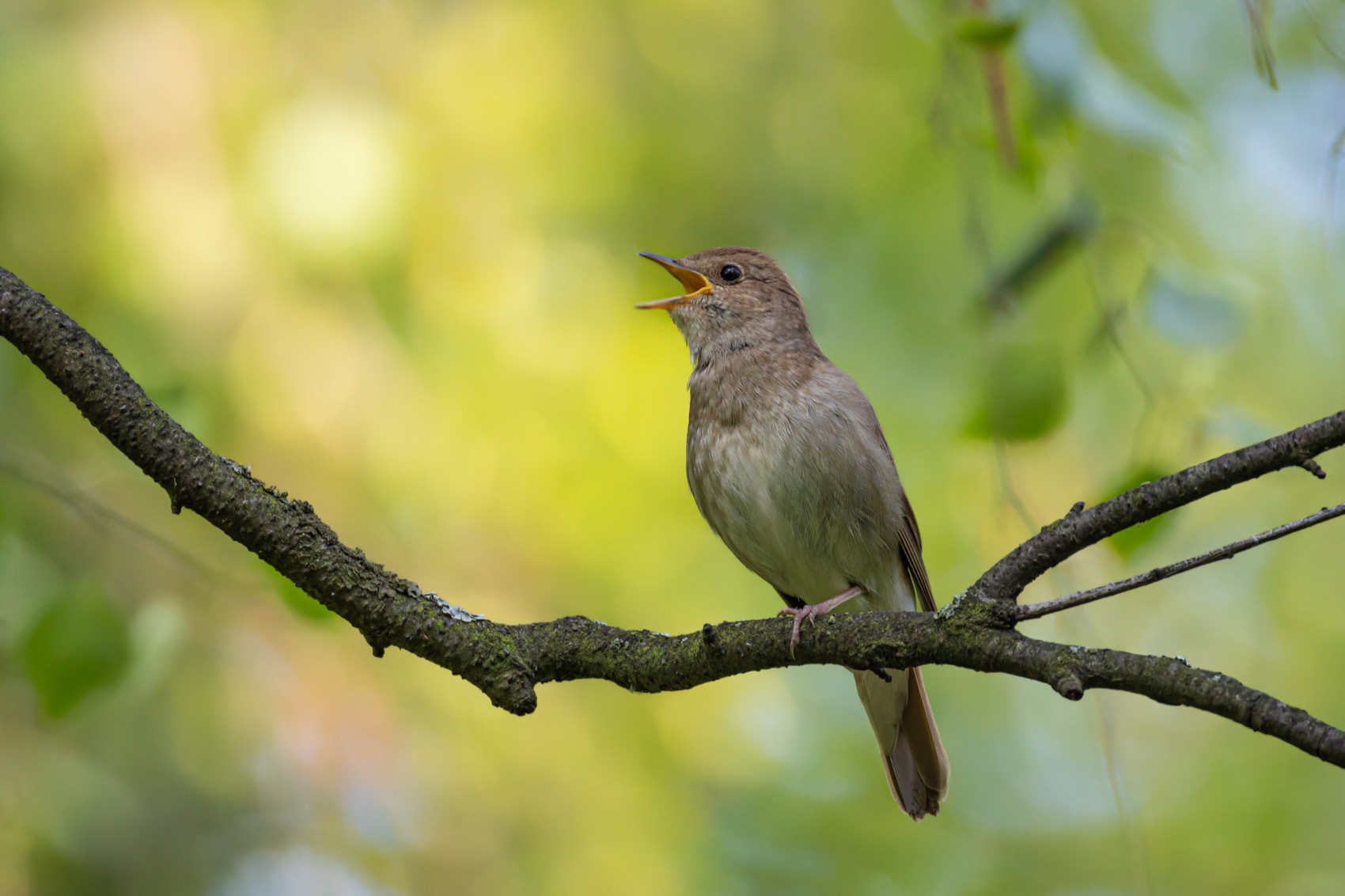 соловей, птицы, Руслан Pl