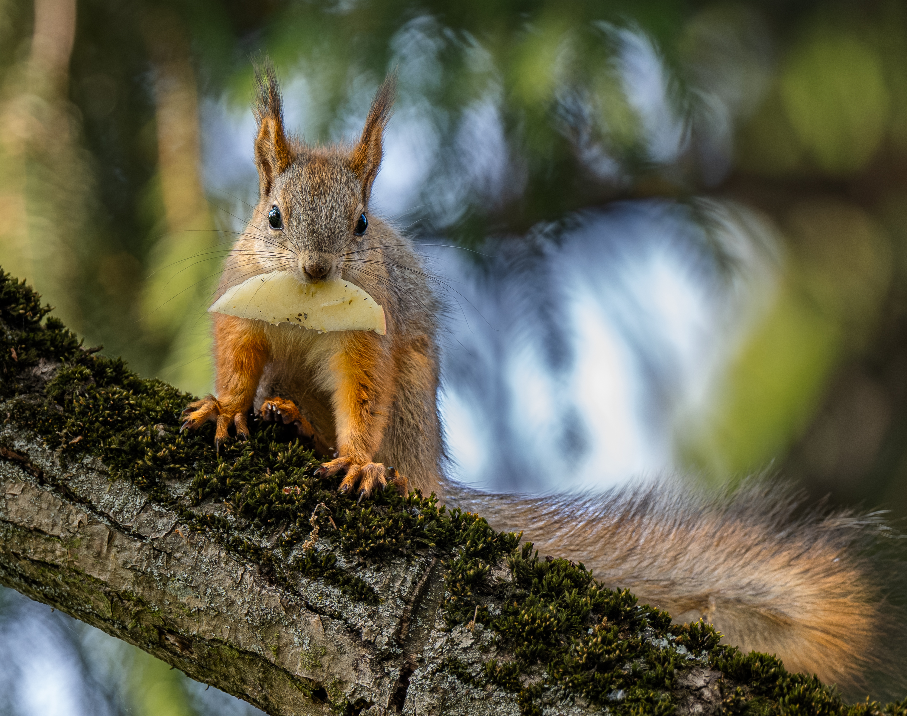 , Курлянцев Алексей