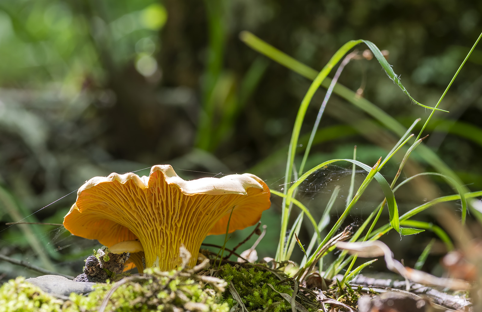 , Александр Земляной