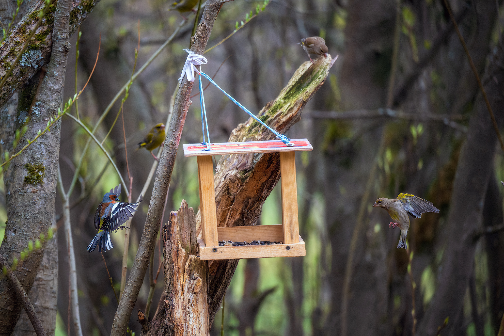 пермский край, птицы, фотоохота, природа, зяблик, зеленушка, Кузнецов Кирилл