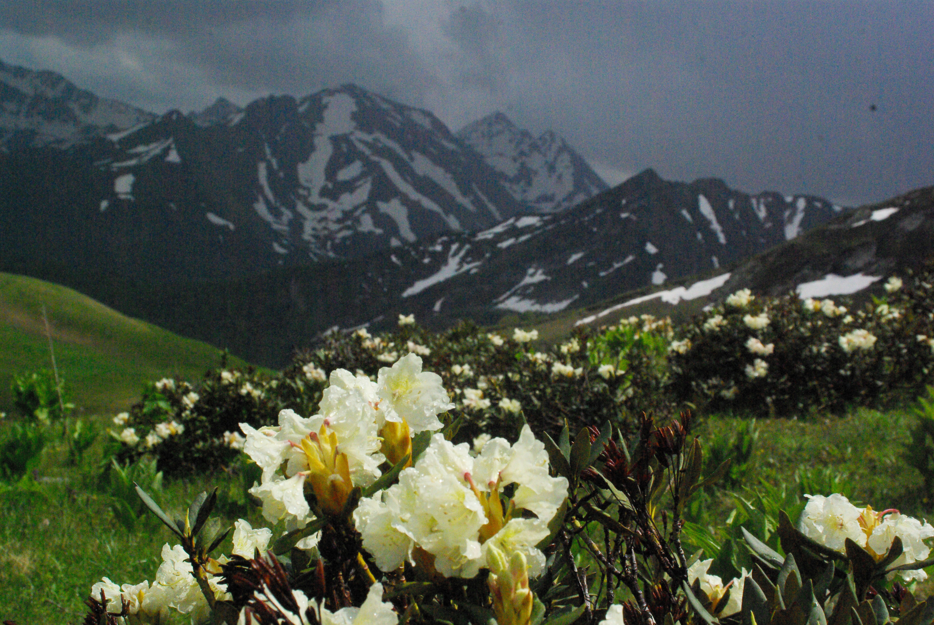 архыз, Андрей Любимов