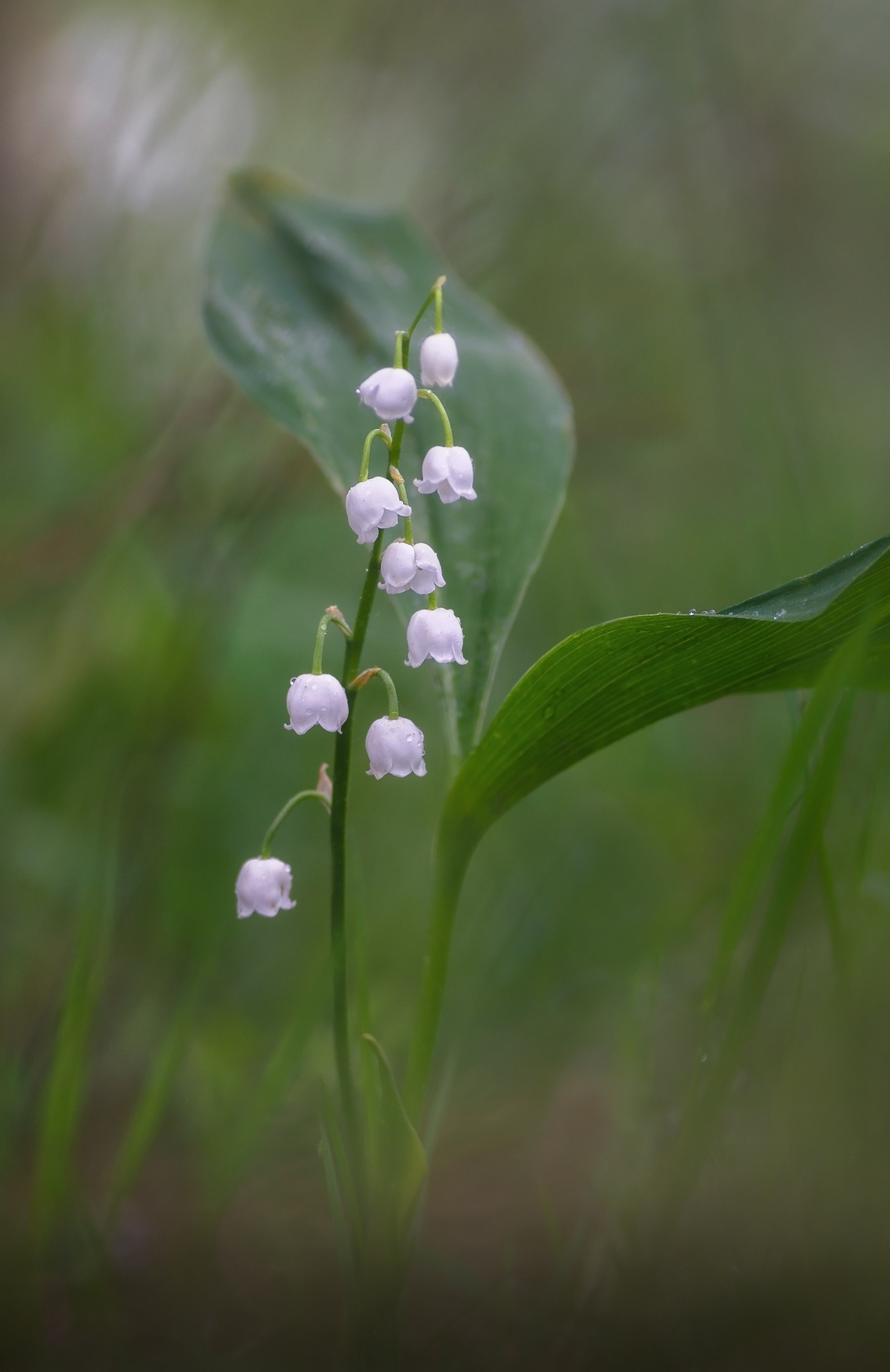 , Панова Зоя
