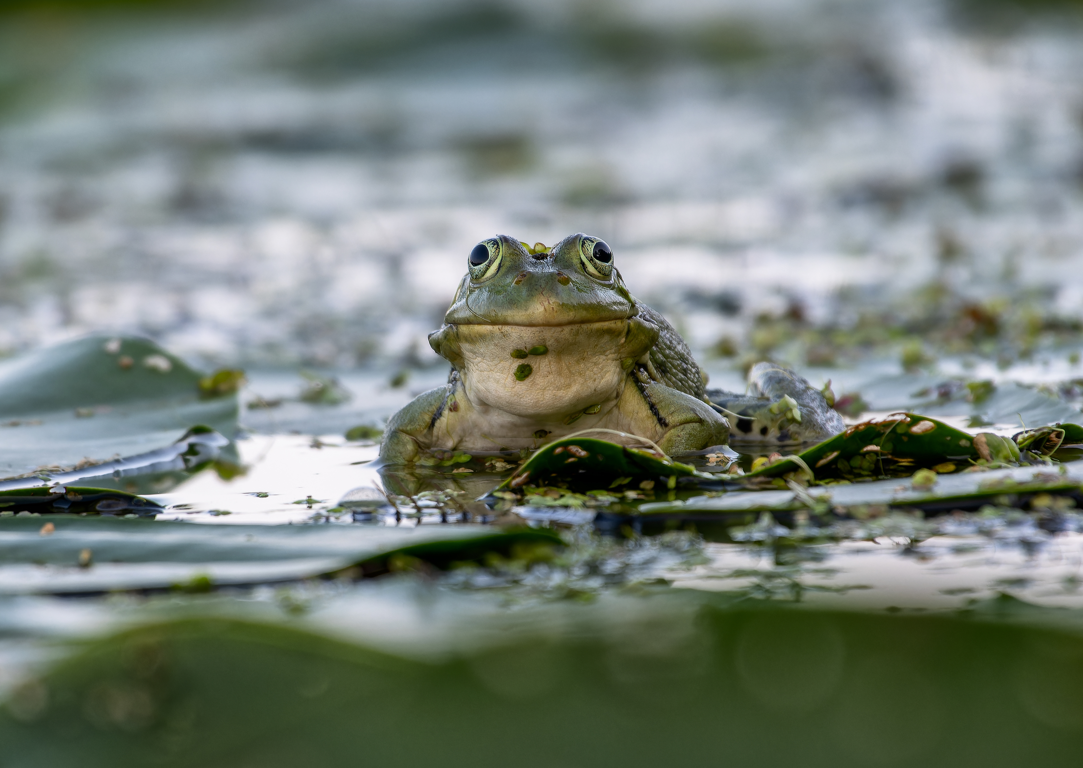, Ширяев Константин