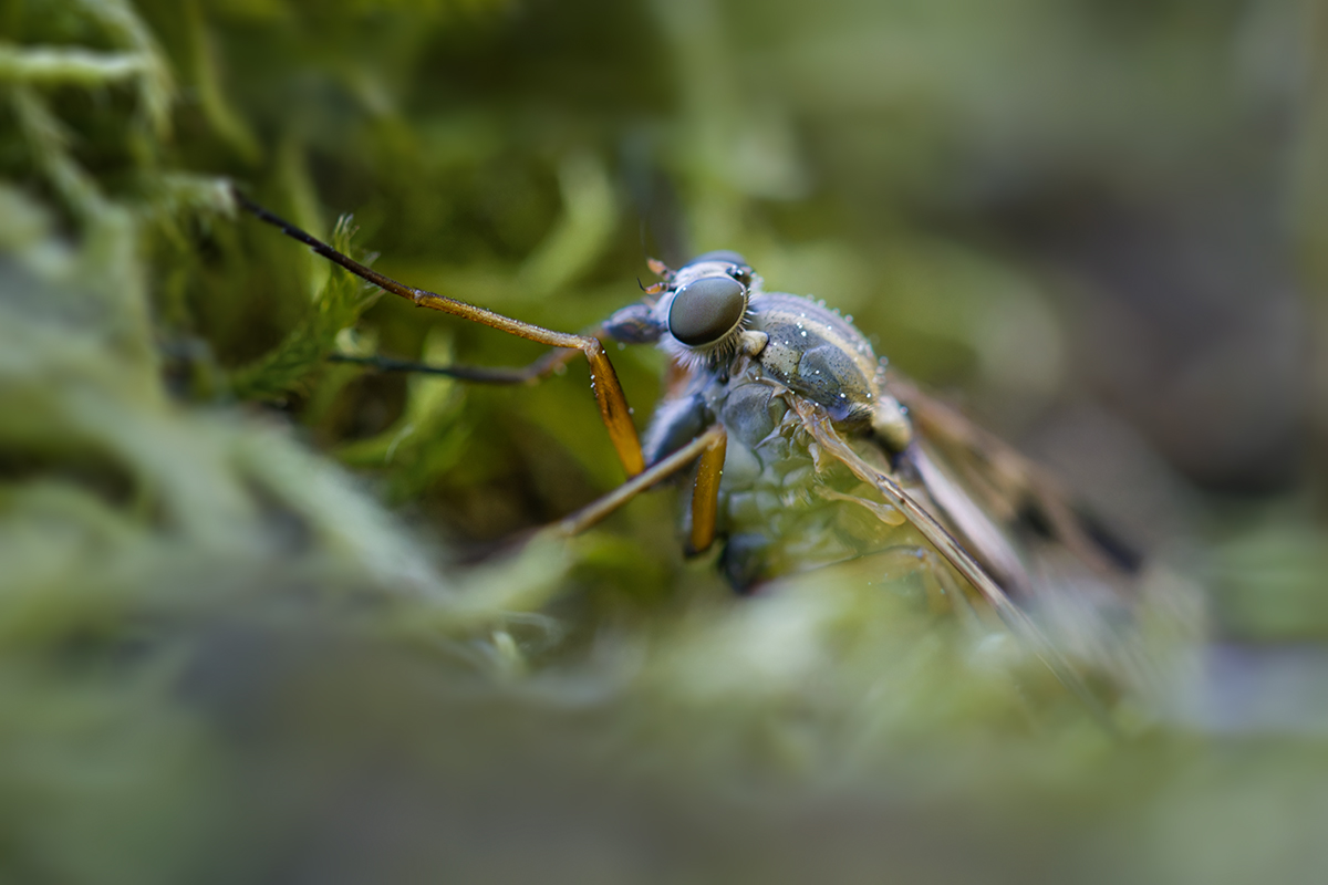 макро, ктырь, макрофотография, macro, asilidae, Хилько Марина