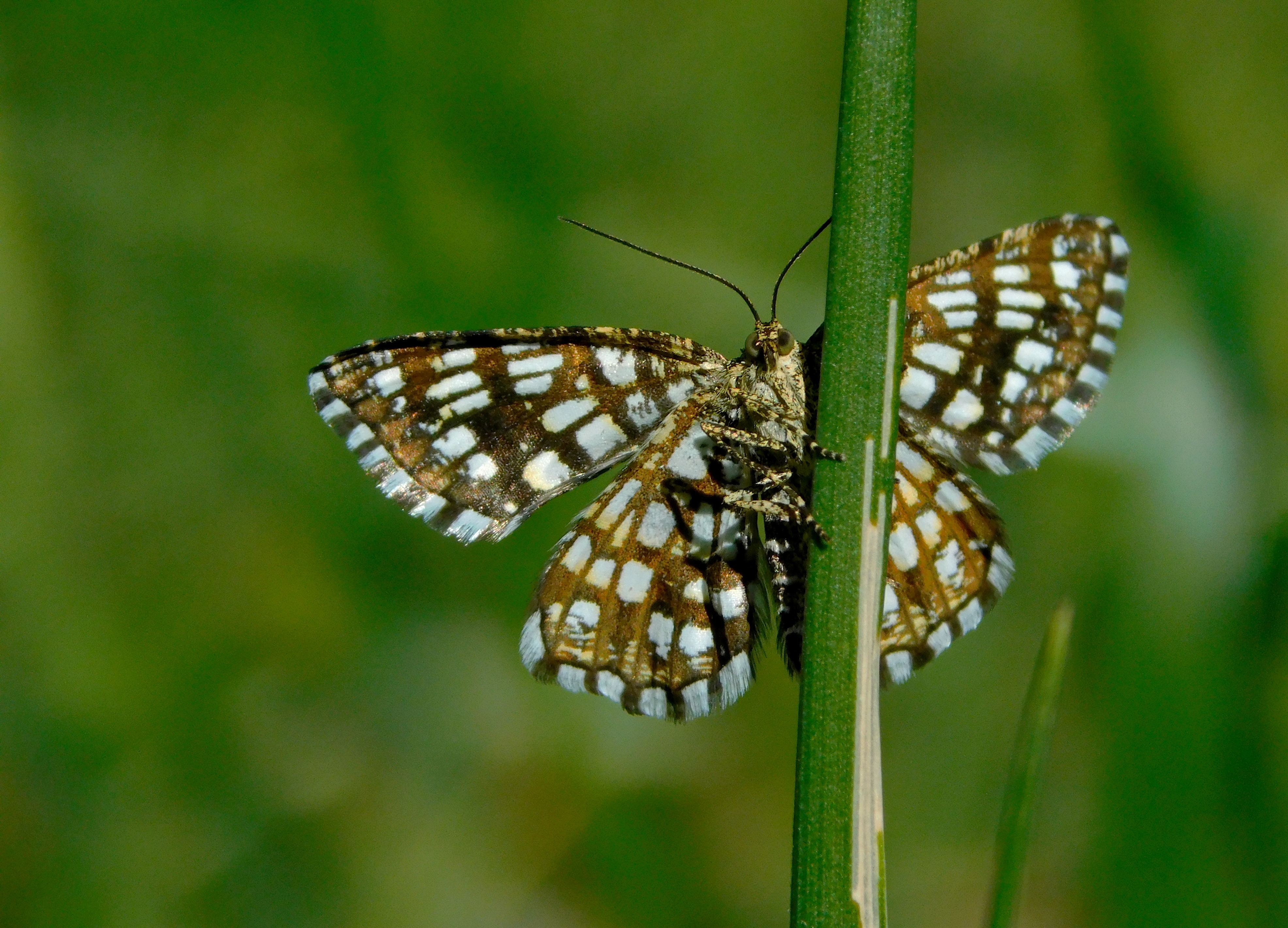 , Сергей Чеченов