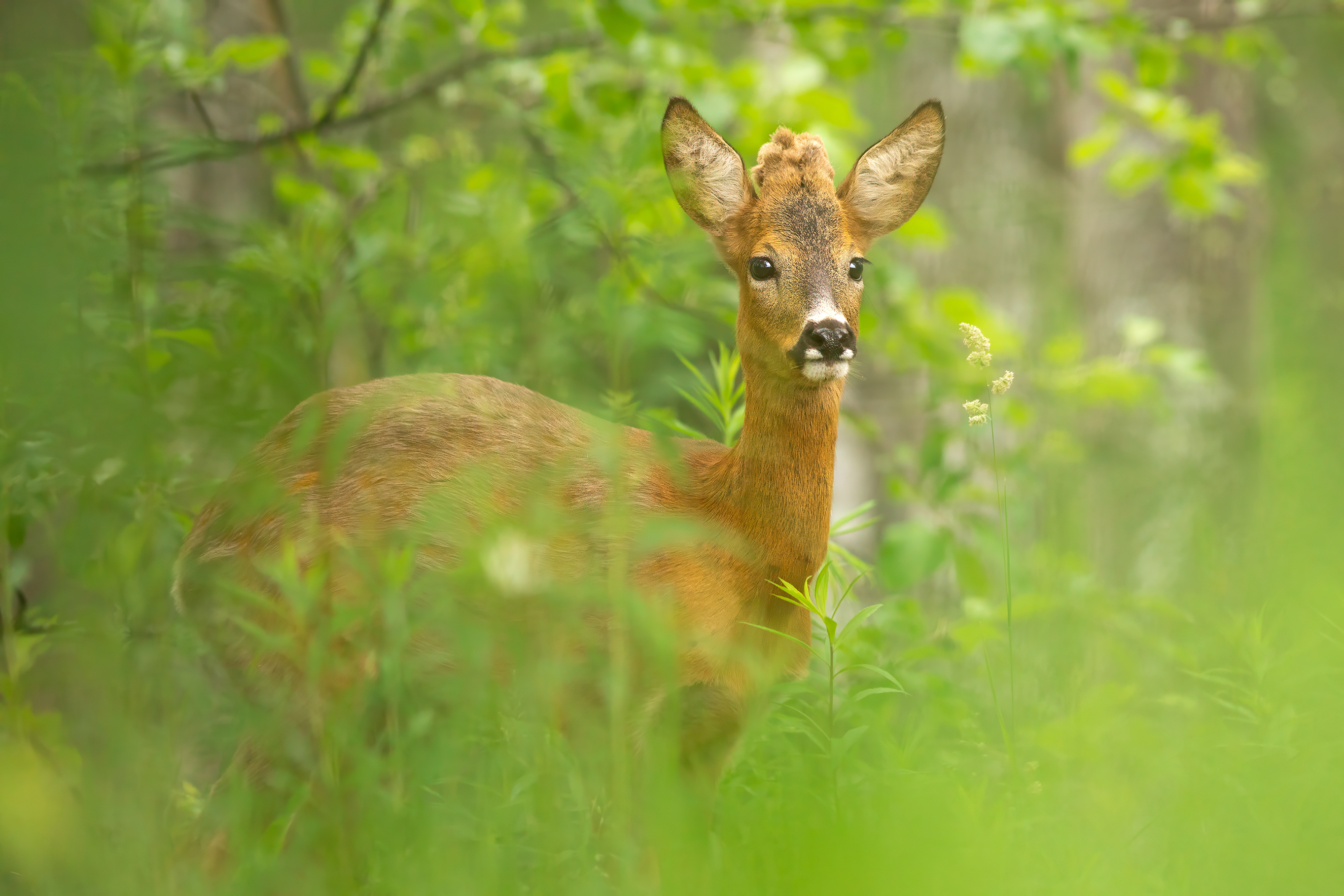 животные, косуля, природа, лето, лес, дикая природа, nature, wildlife, canon, Пронин Денис