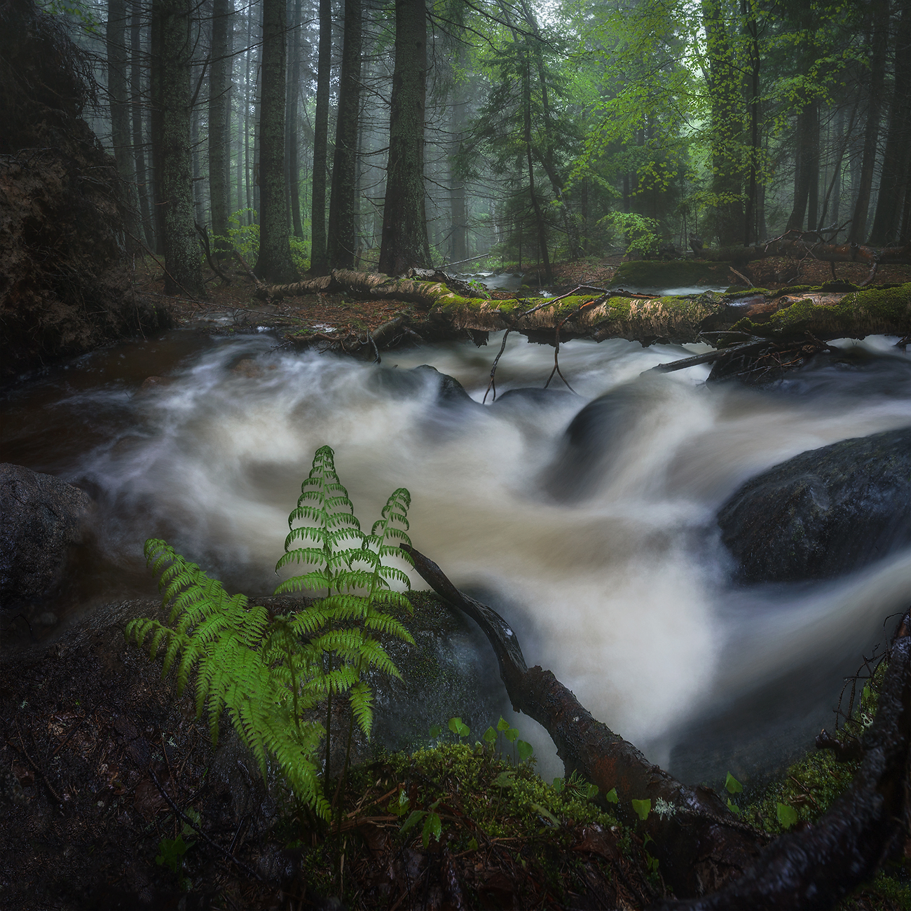 landscape, nature, scenery, forest, wood, mist, misty, fog, foggy, river, longexposure, mountain, rocks, vitosha, bulgaria, туман, лес, Александър Александров