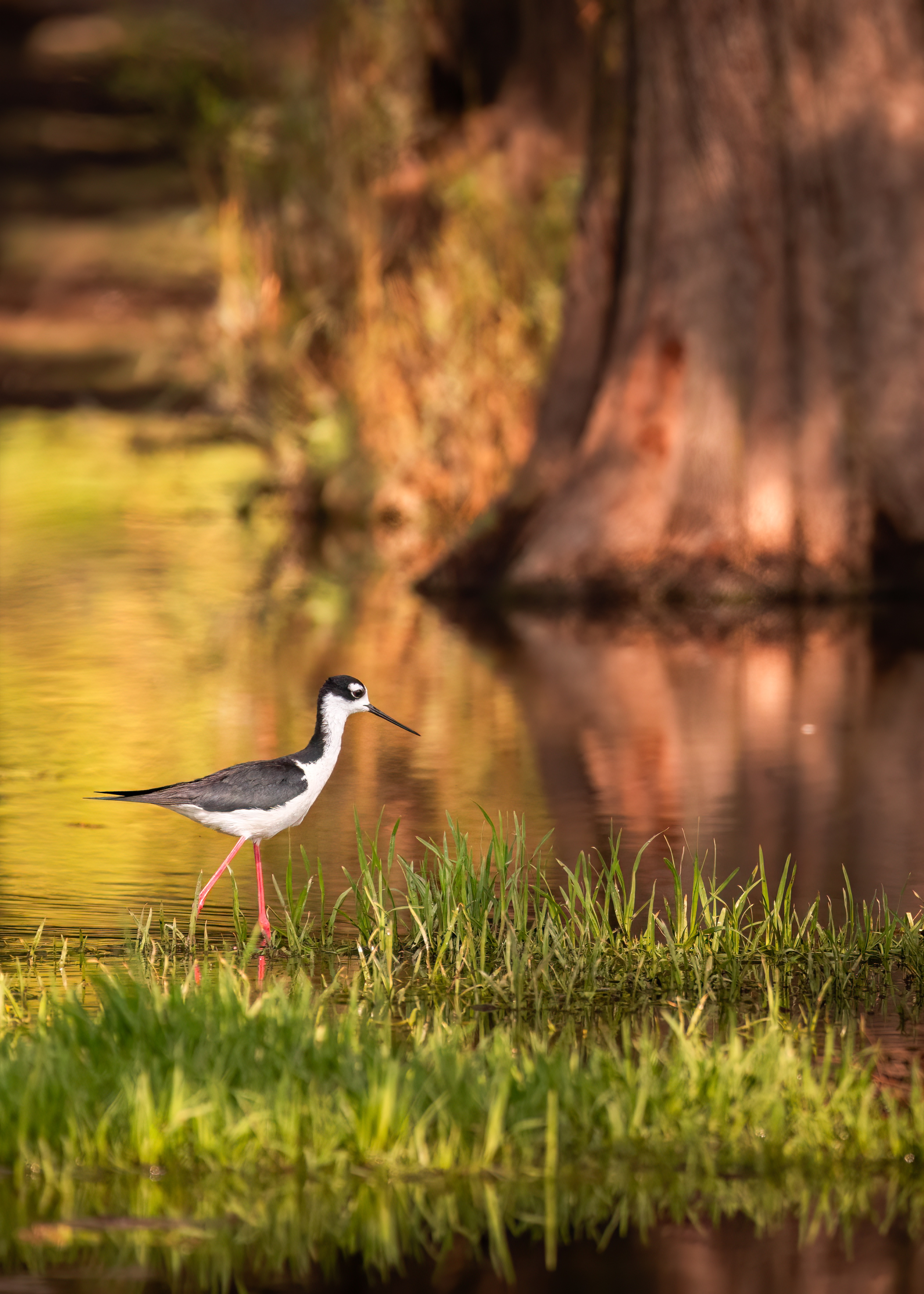 , Maikel Valle Clara