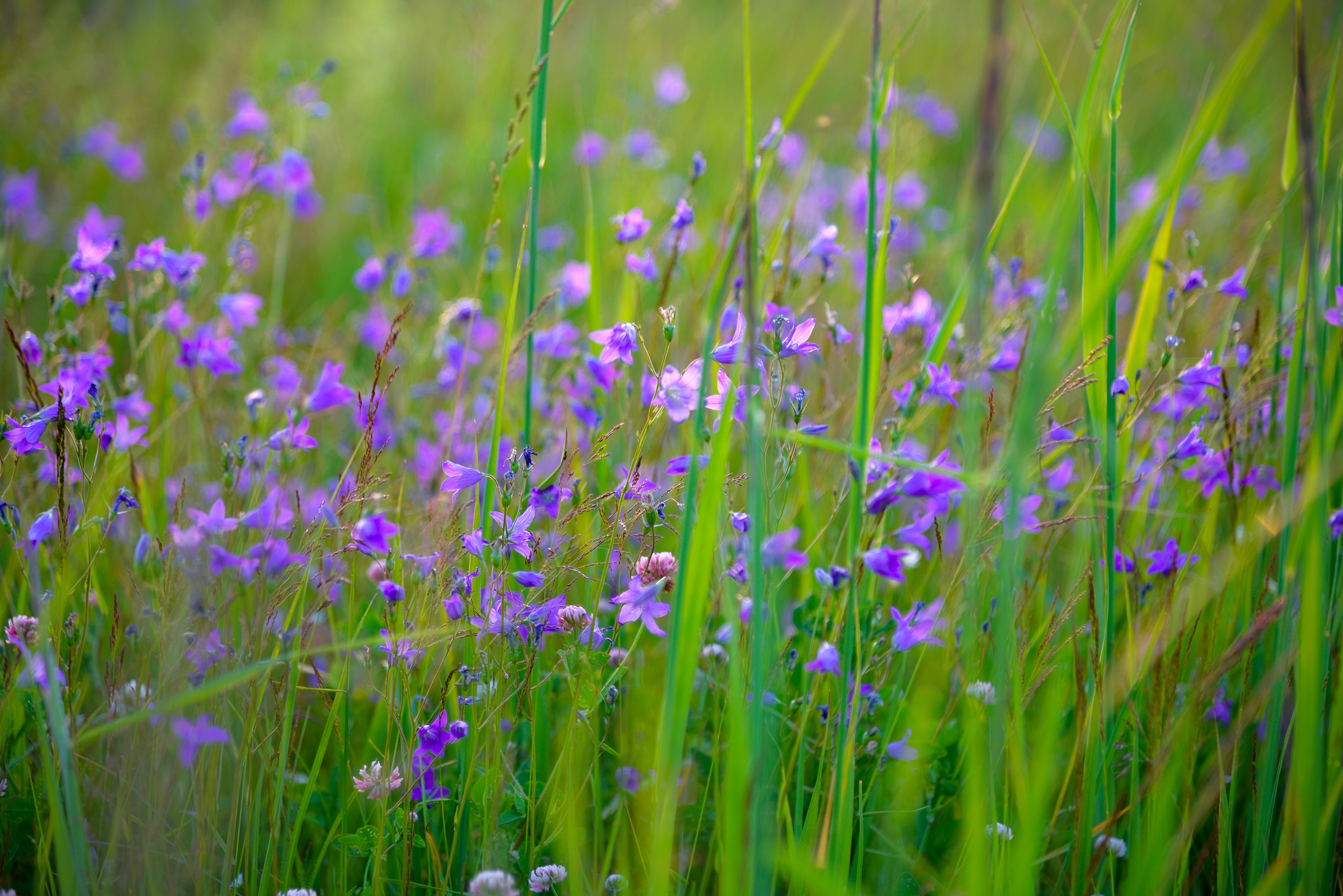 лето, цветы, колокольчики,, Лидия Киприч