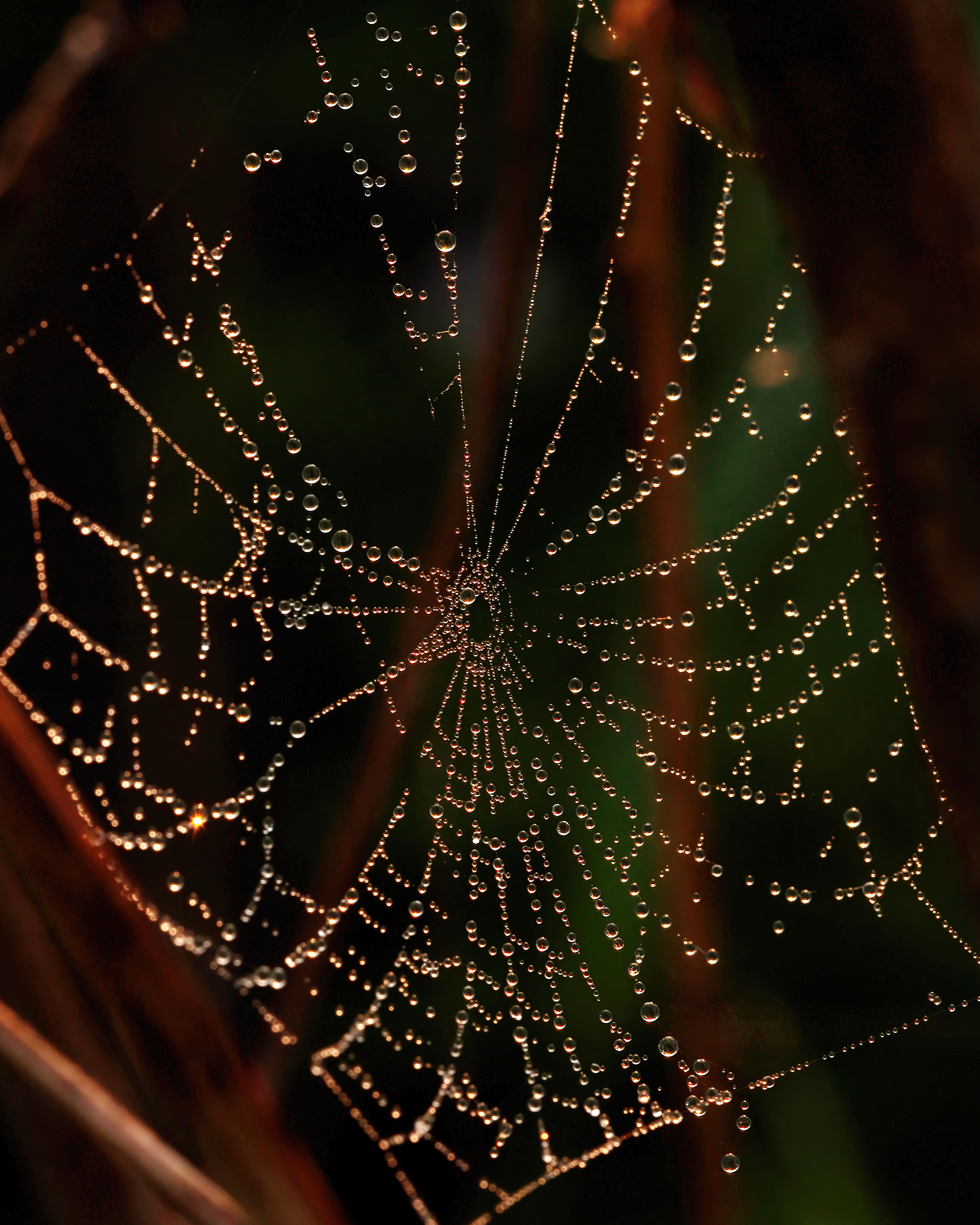 , Кузнецов Дмитрий