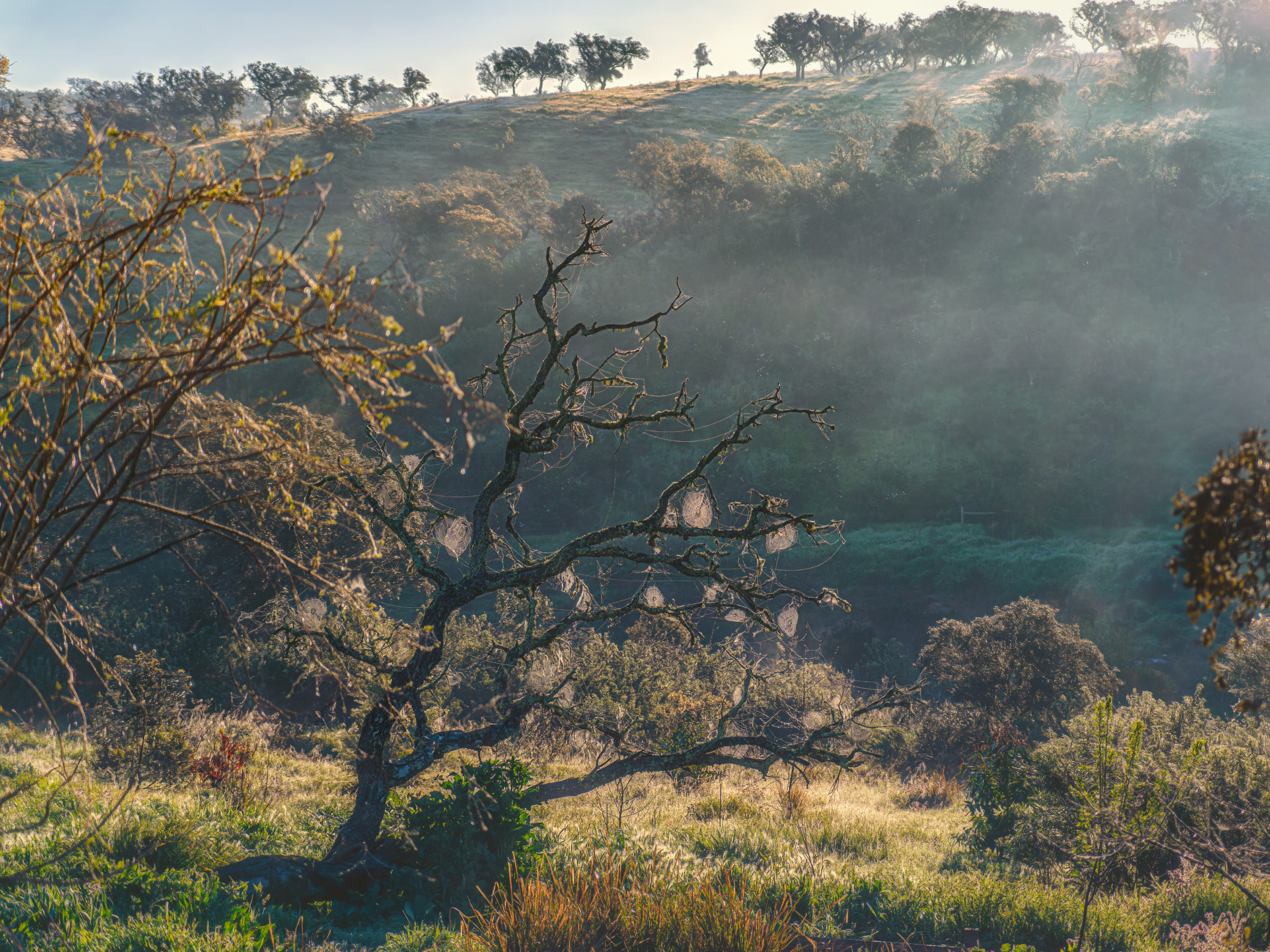 , Шварцман Евгений