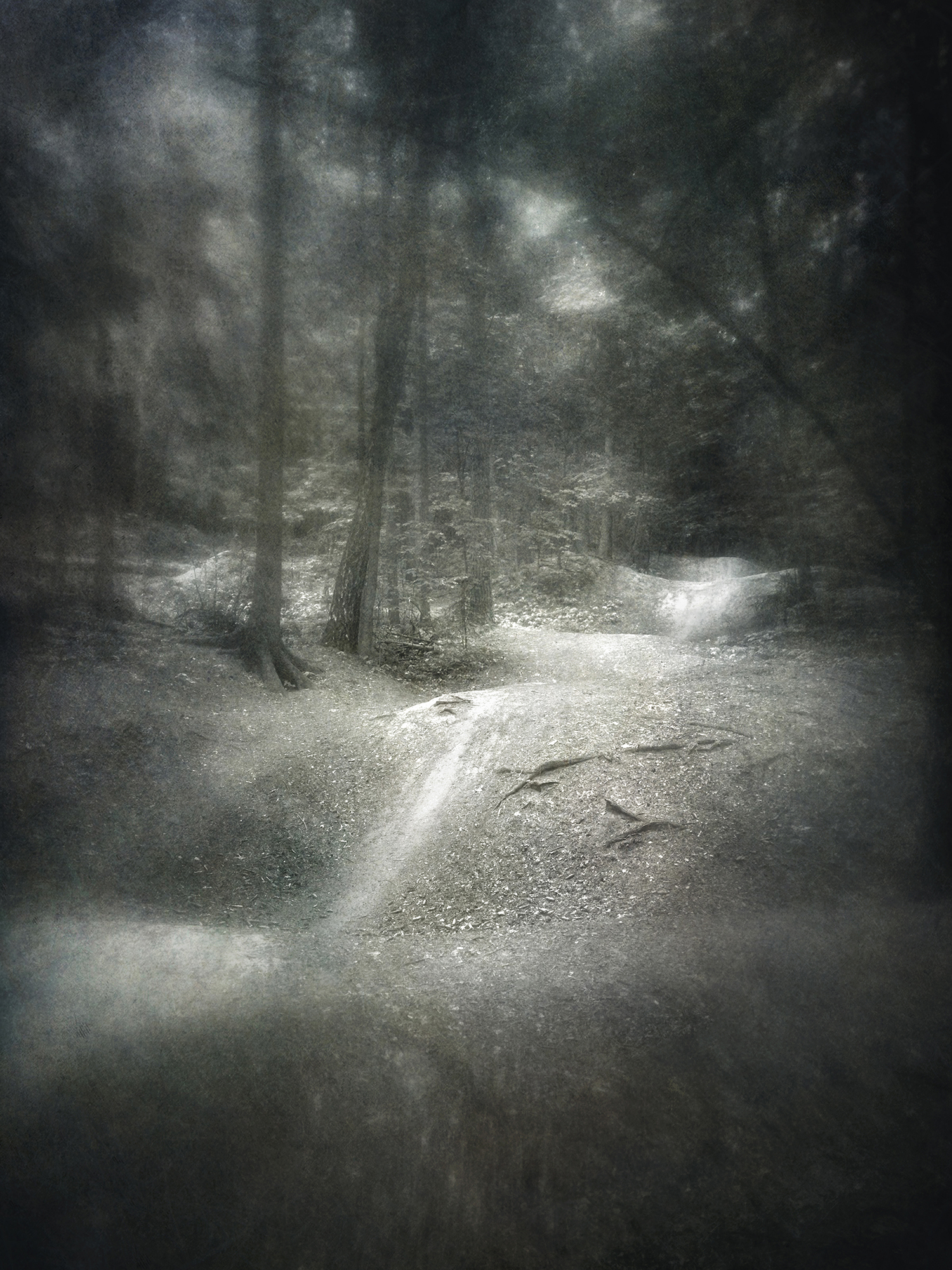 чб, пейзаж, лес, тропинка, Сергей Кот