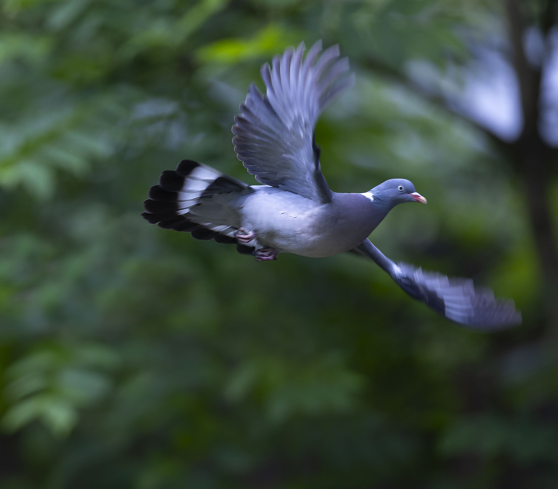 вяхирь, полёт, лес, свобода, природа, bird,flight, forest, nature, Стукалова Юлия