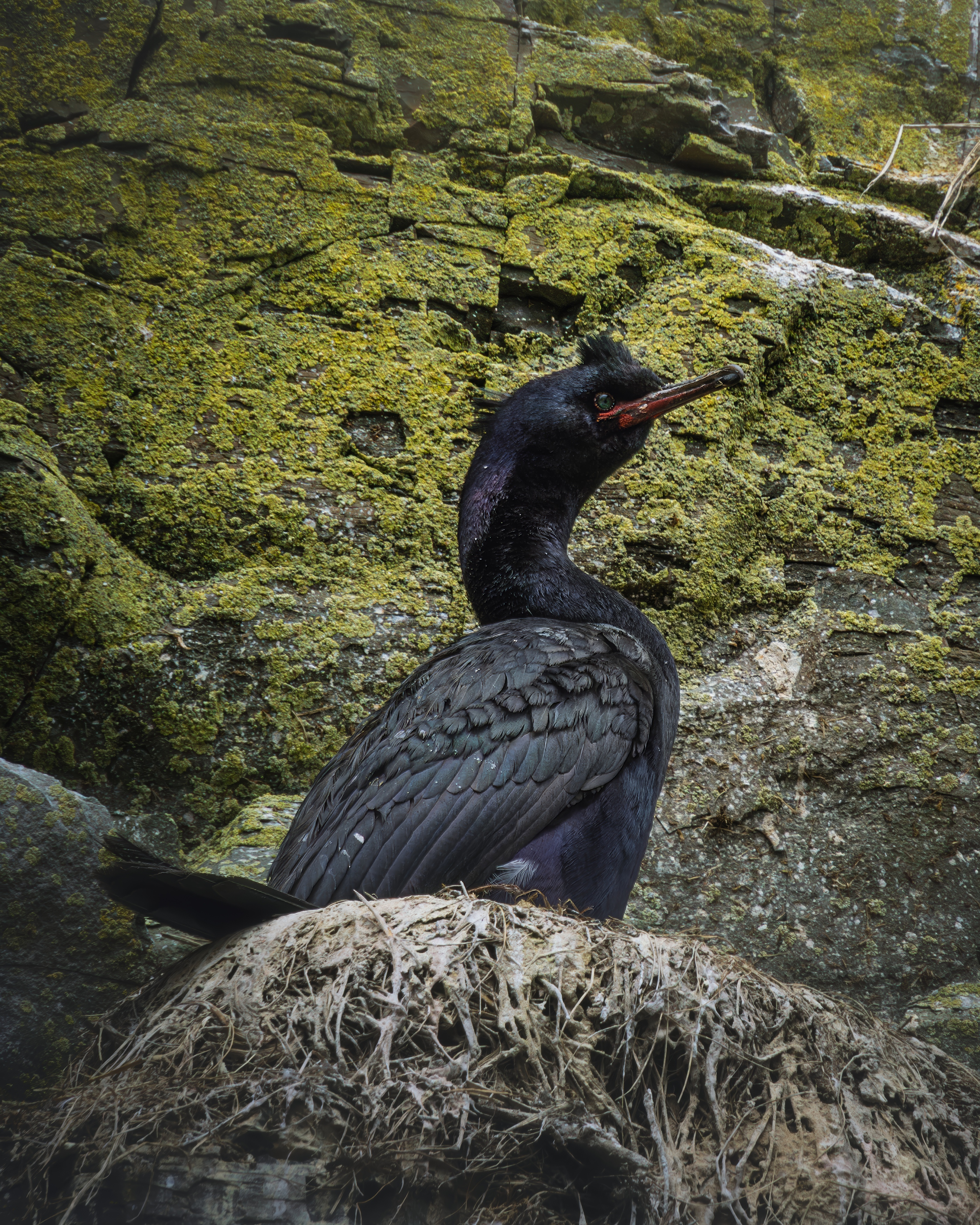 , Денис Туев