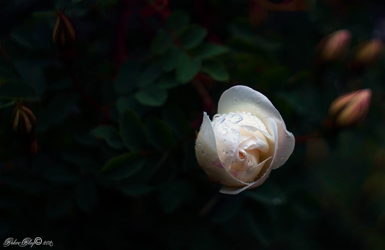 , Орлов Олег