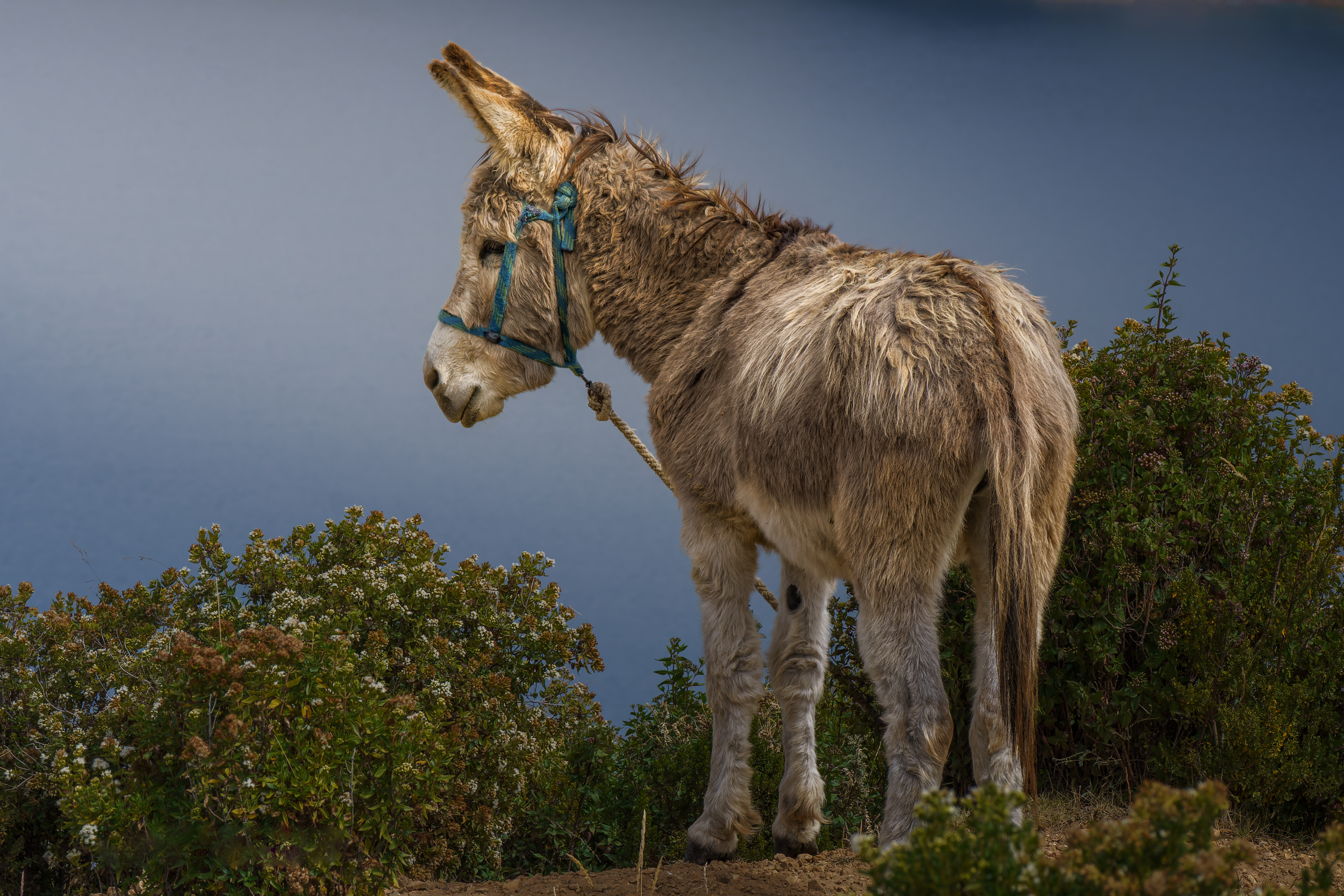 , RODRIGUEZ PROST JULIO