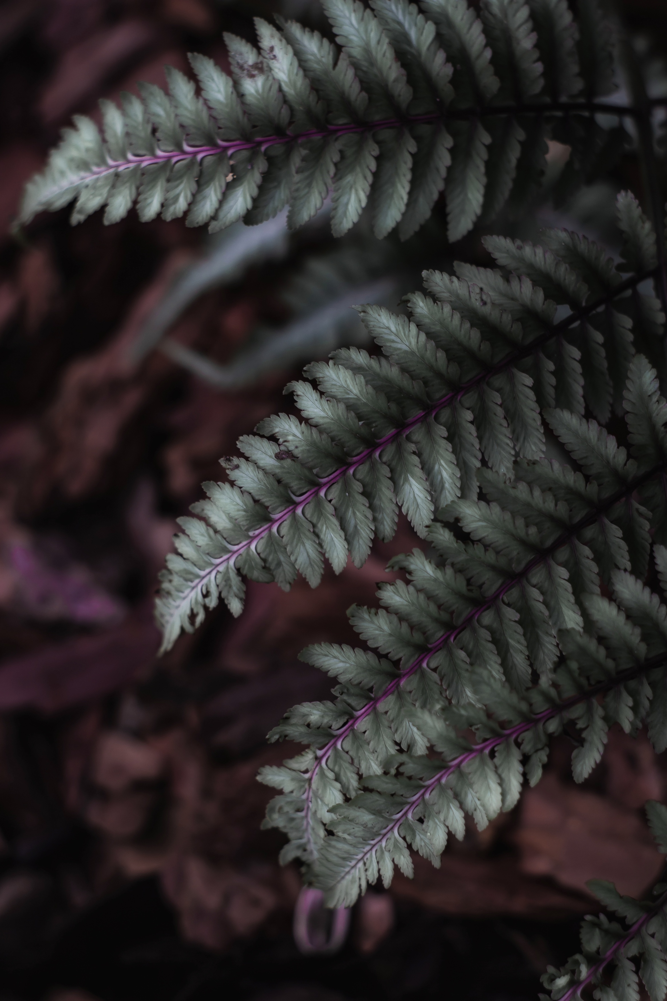 , Обидина Мария