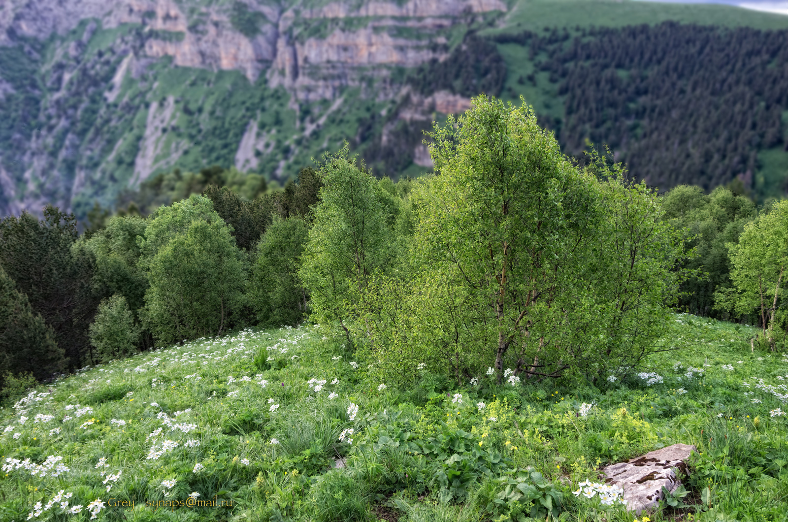 горы берёзка зелень скалы цветы альпика, Сергей Павлов