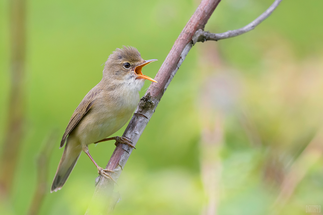 камышевка,, Дмитрий Доронин