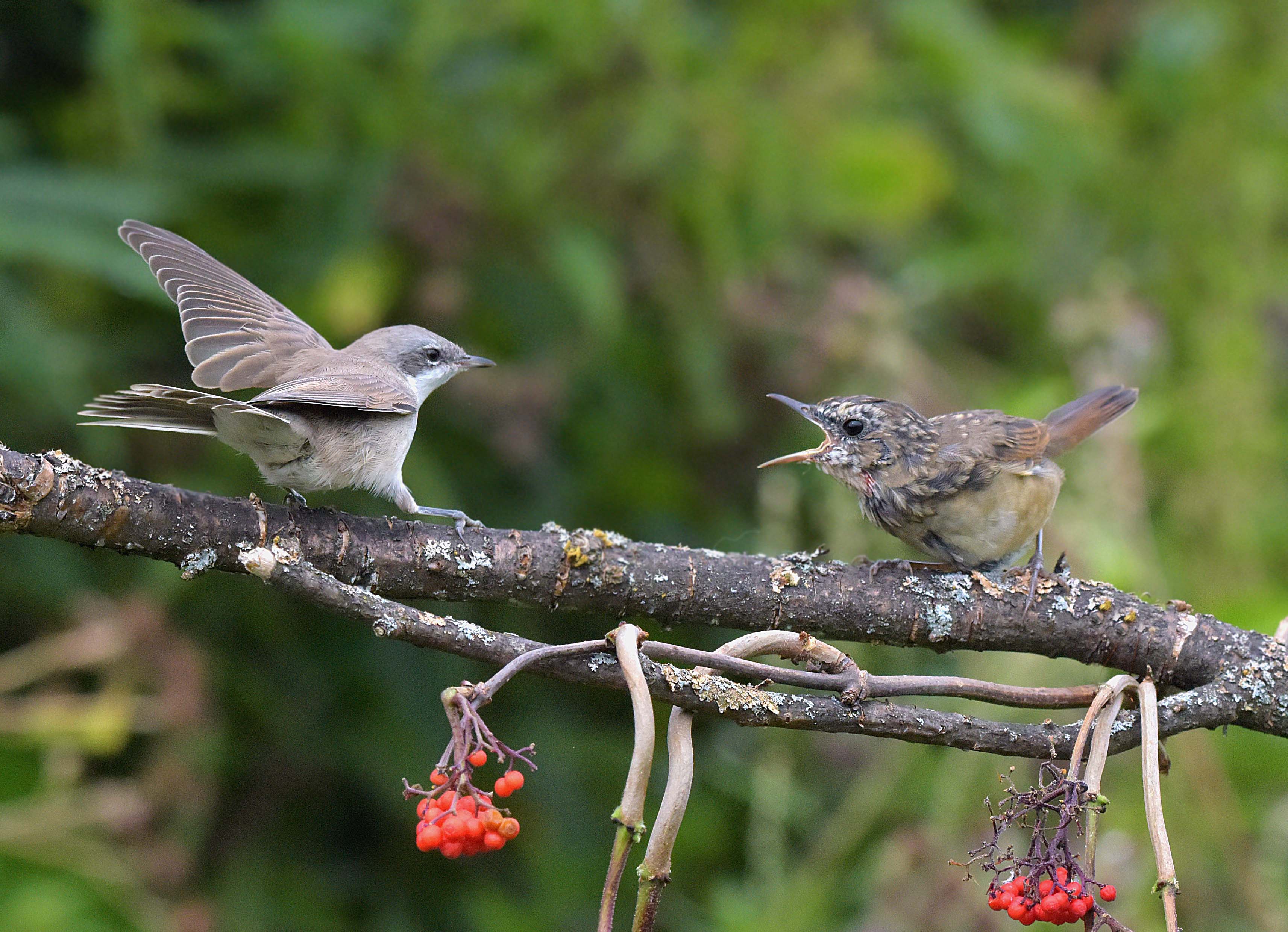 , Белоусов Михаил