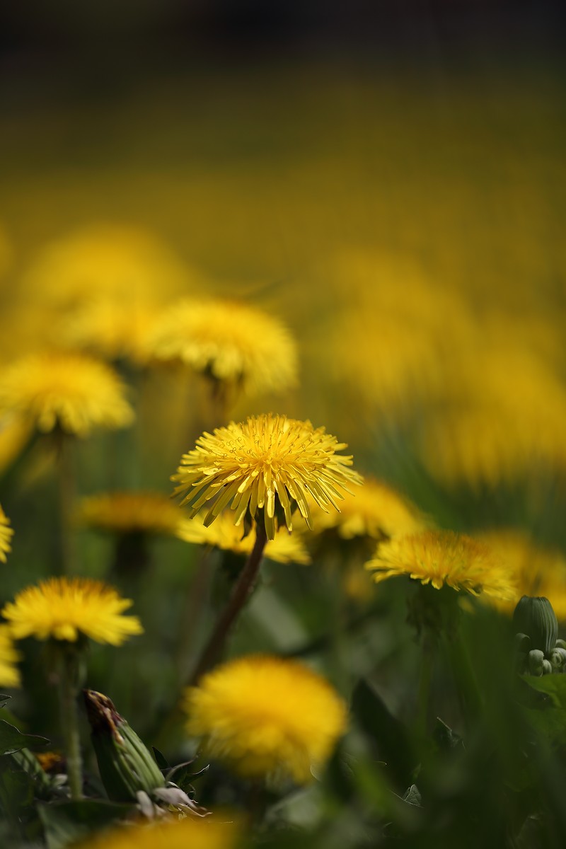 одуванчик, Евгений Слободской