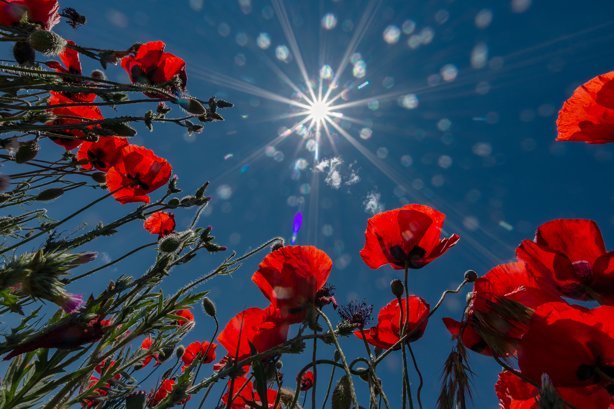 , Владимир Ноздрачев