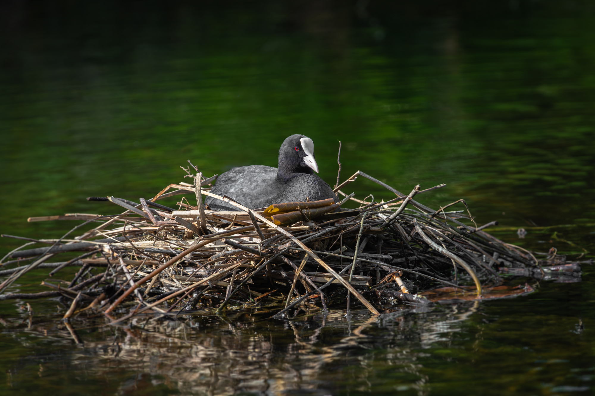 лысуха, гнездо;  fulica atra; eurasian coot; nest, Наталья Паклина